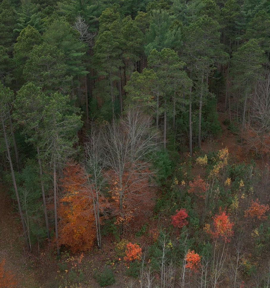 An aerial image captures a photo of a forest from above, alluding to the topic of climate change solutions.  