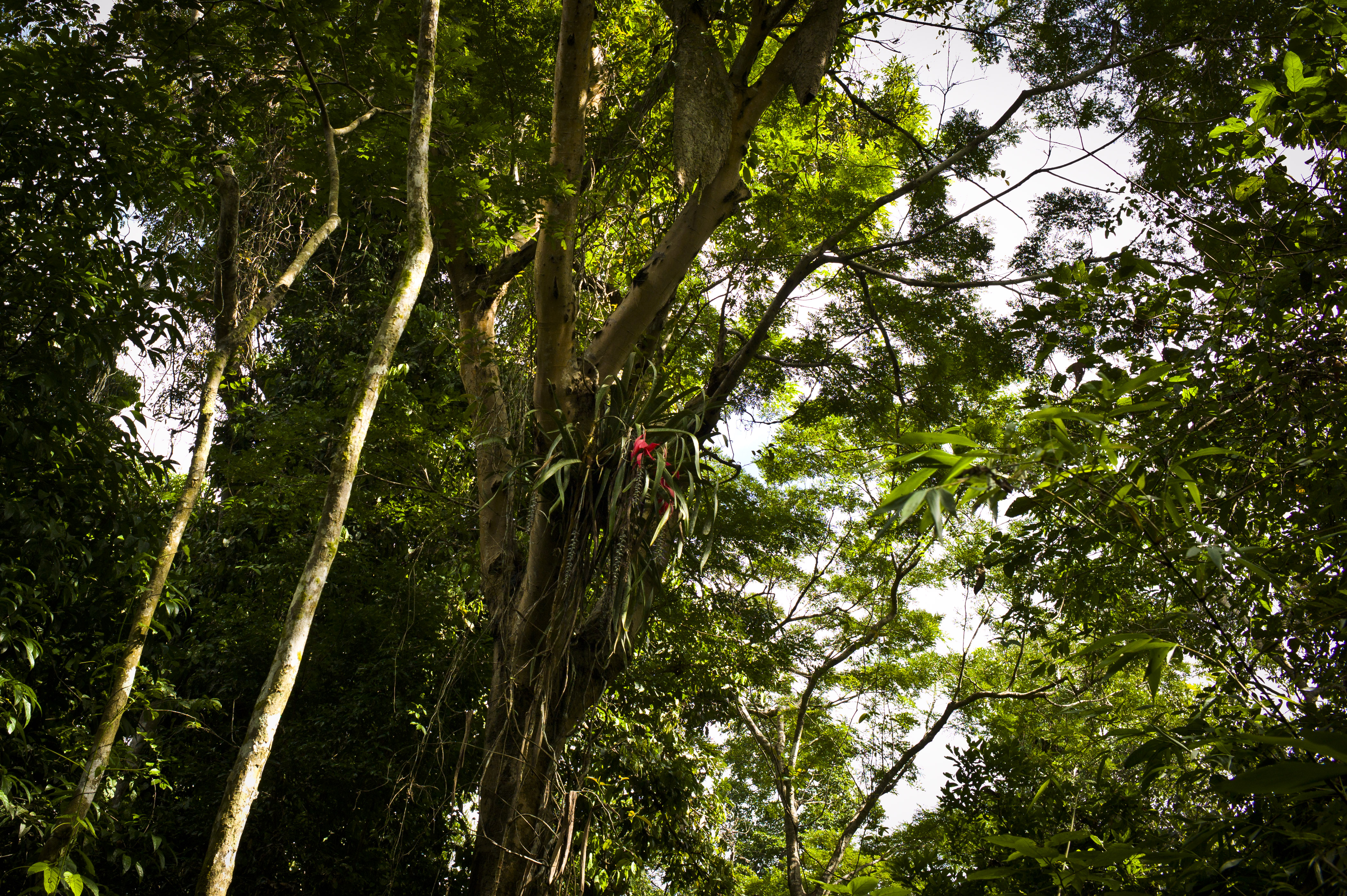 Peruvian forest