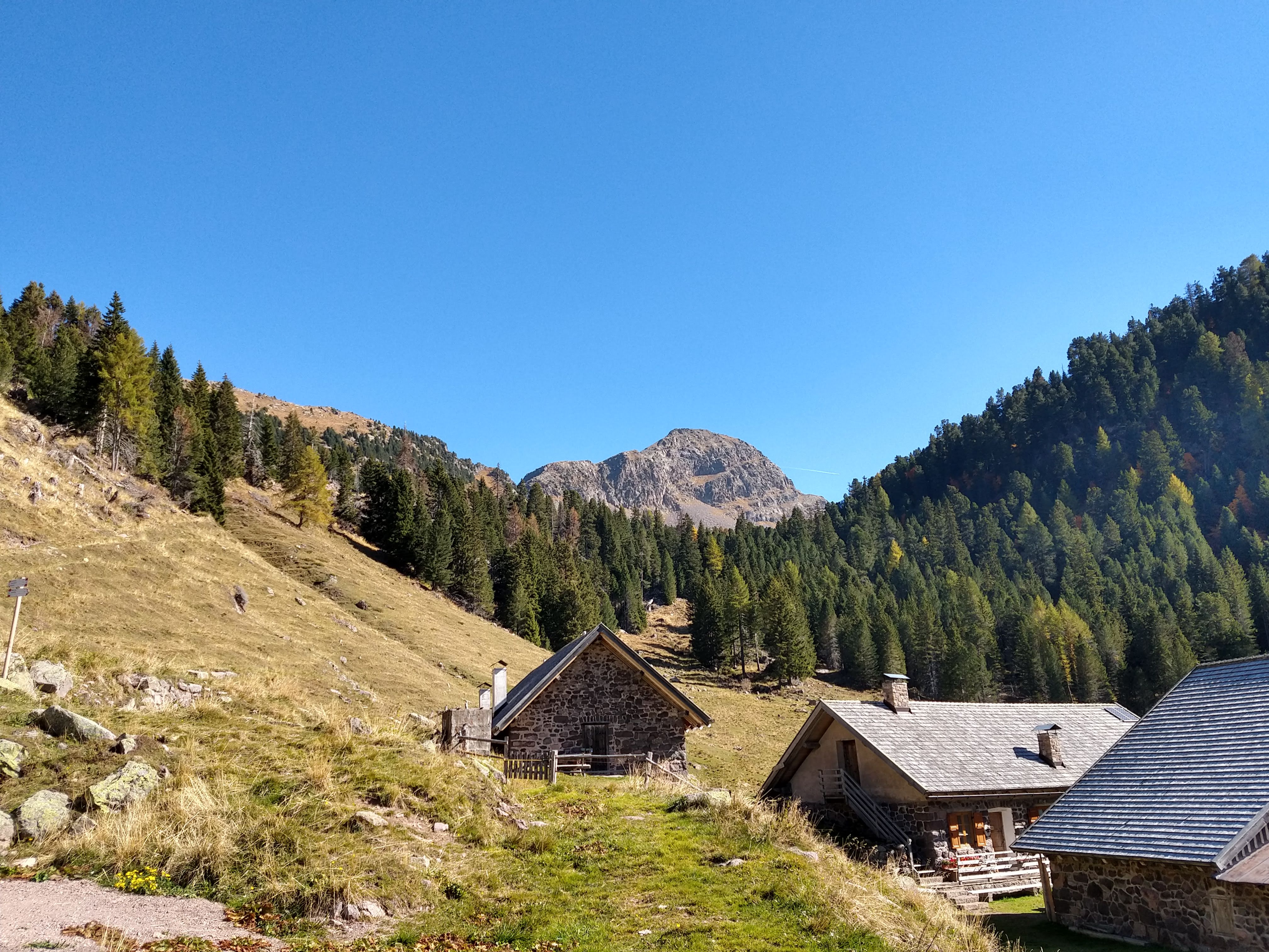 Italian forest