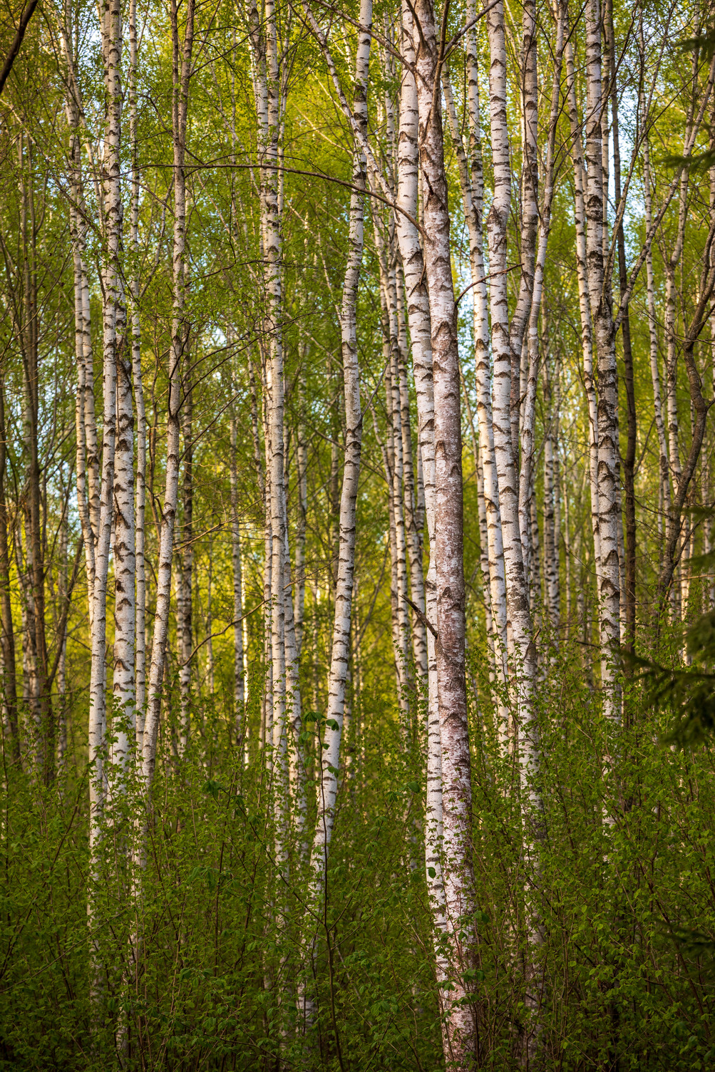 Birch trees