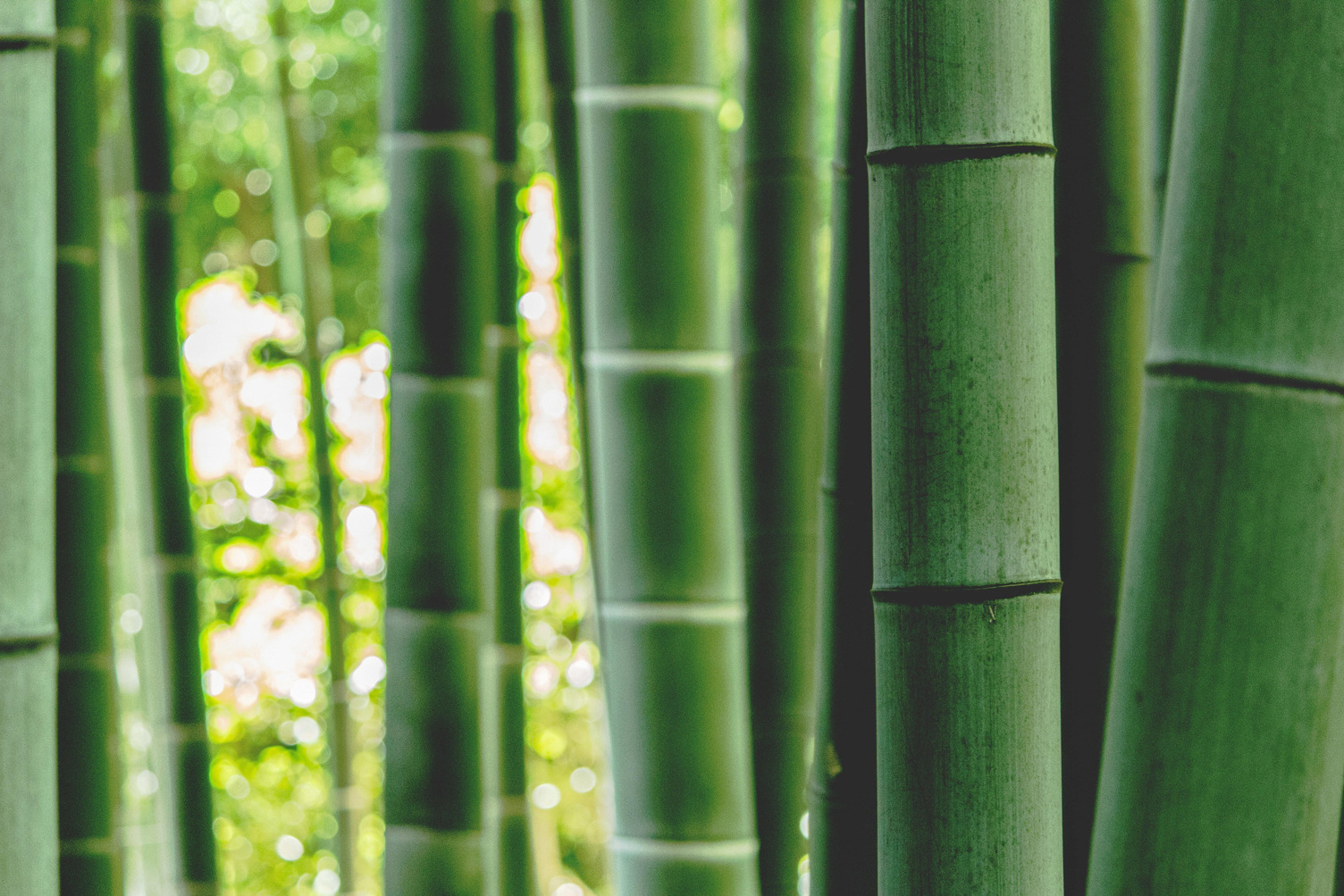 Bamboo