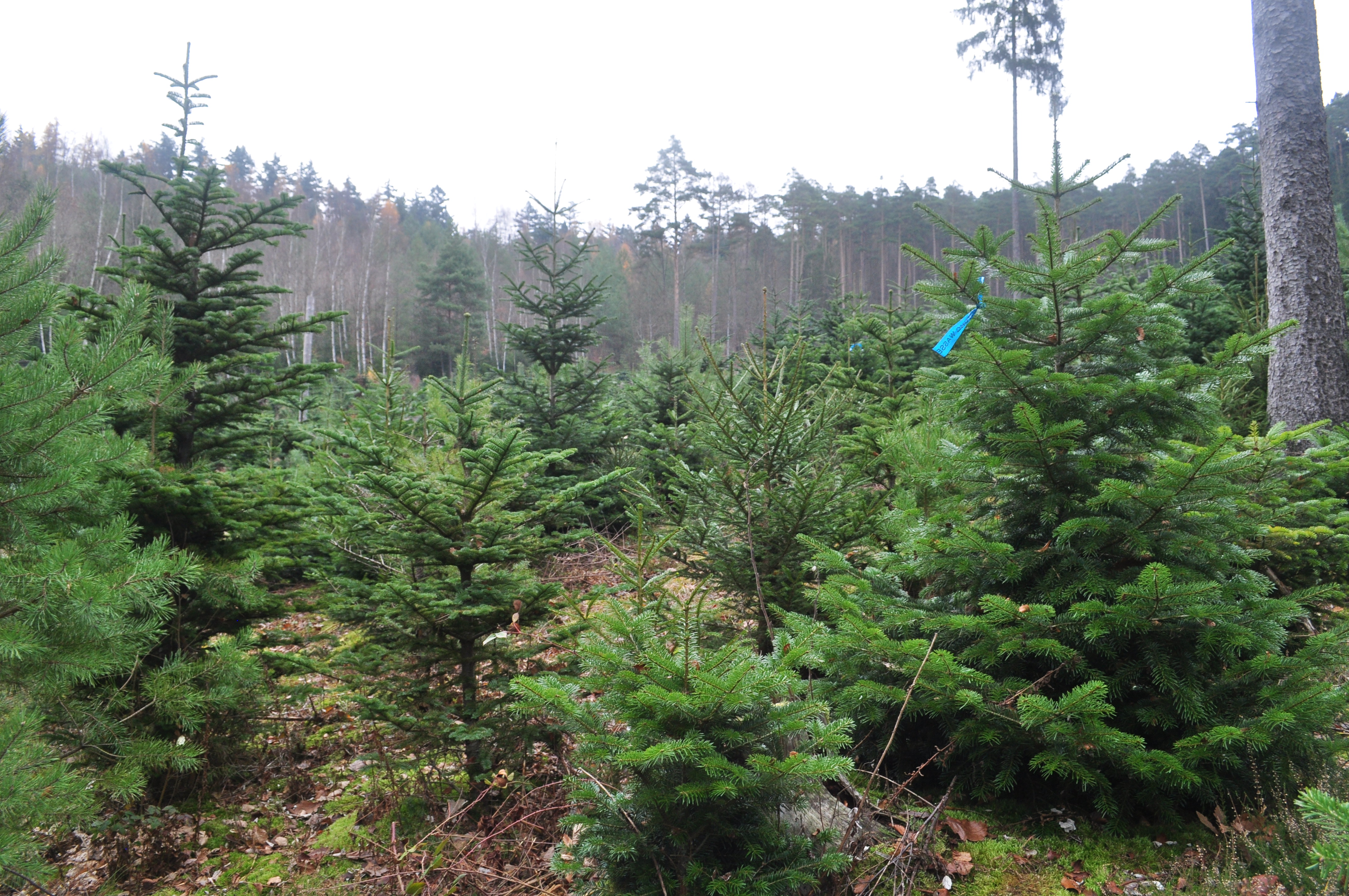 Pine Forest Germany