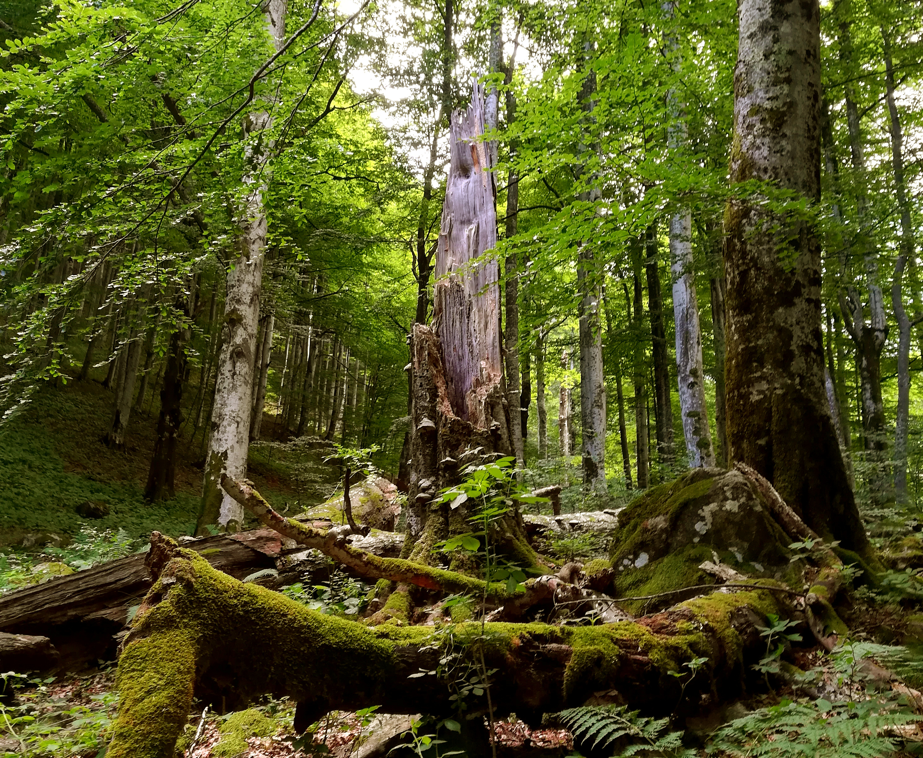 Forest Bulgaria