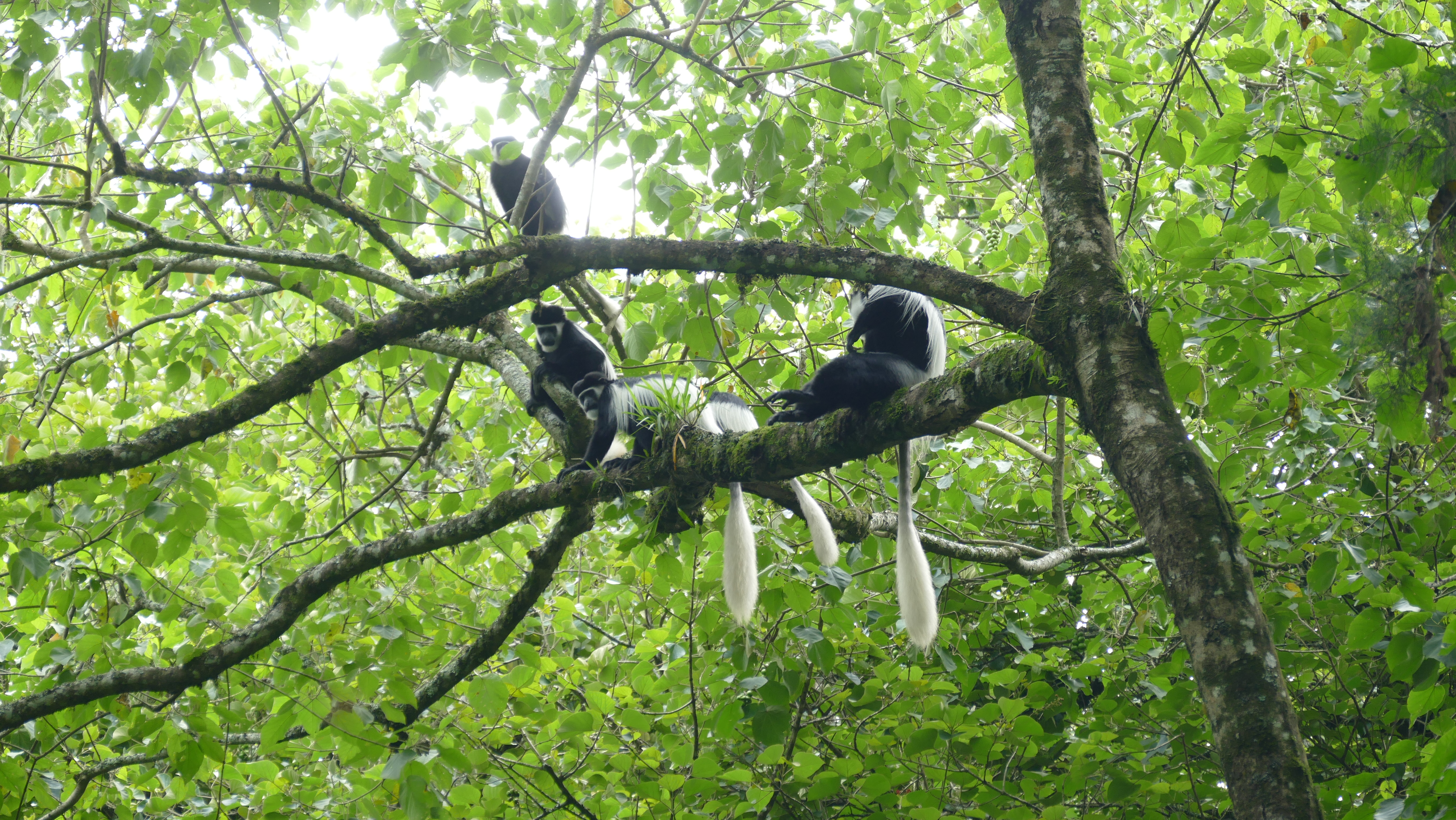 Monkey Ethiopia