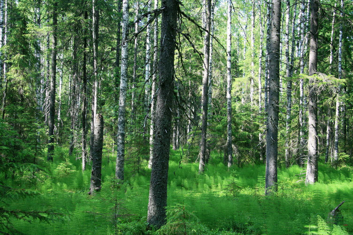 Finnish forest