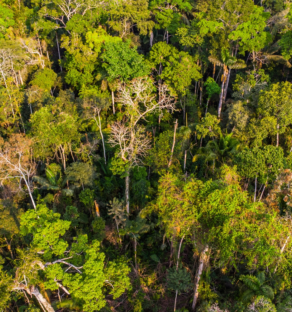 An FSC-certified forest in Madre de Dios, Perú. 