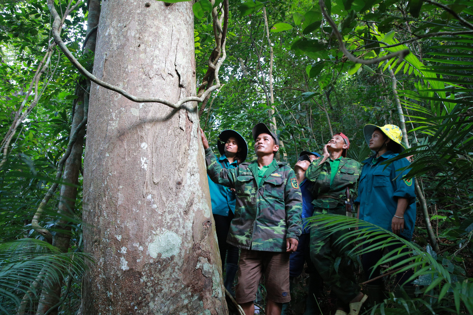 Foresters touch a tree trunk