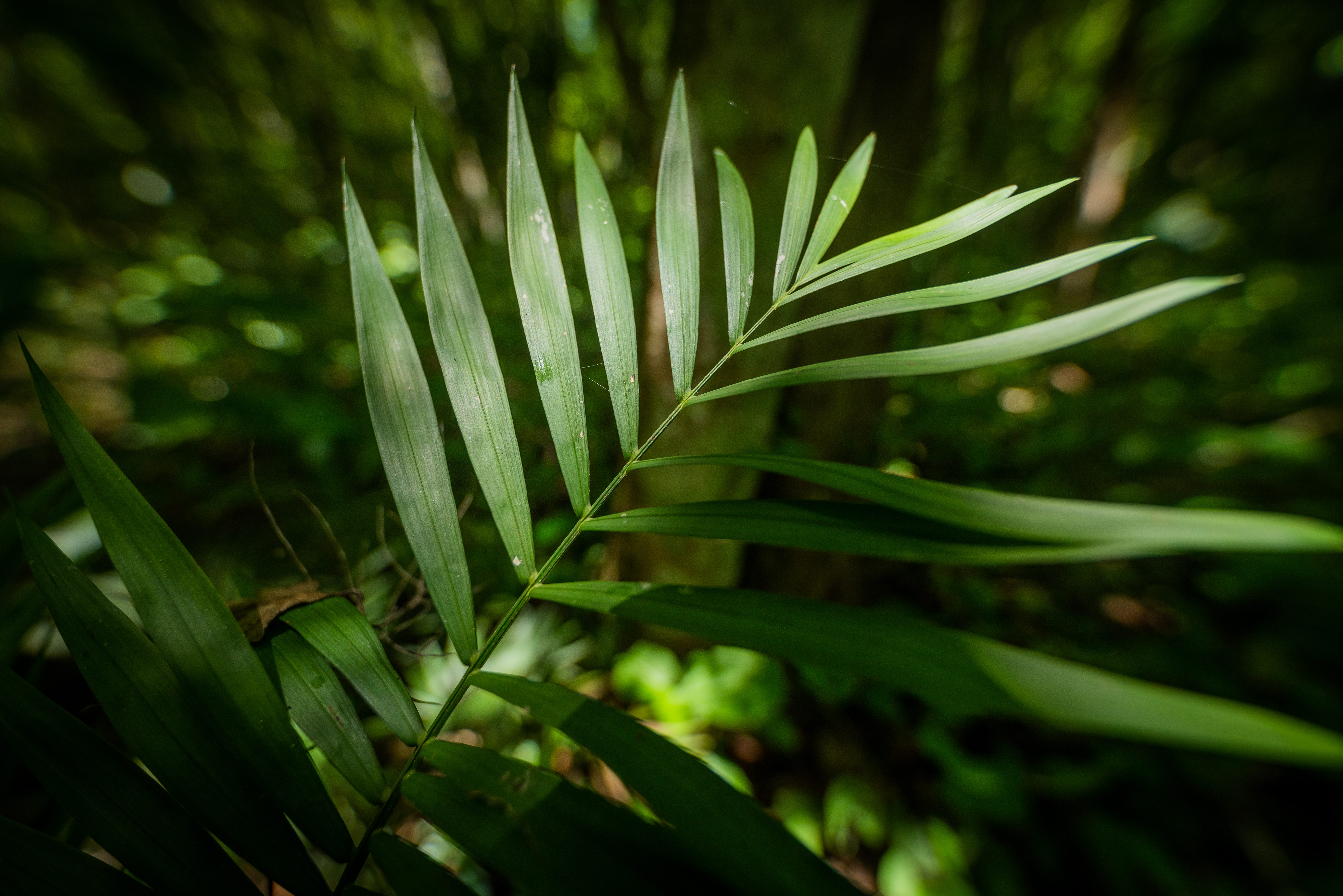 long-leaved plant on forest floor Guatemala