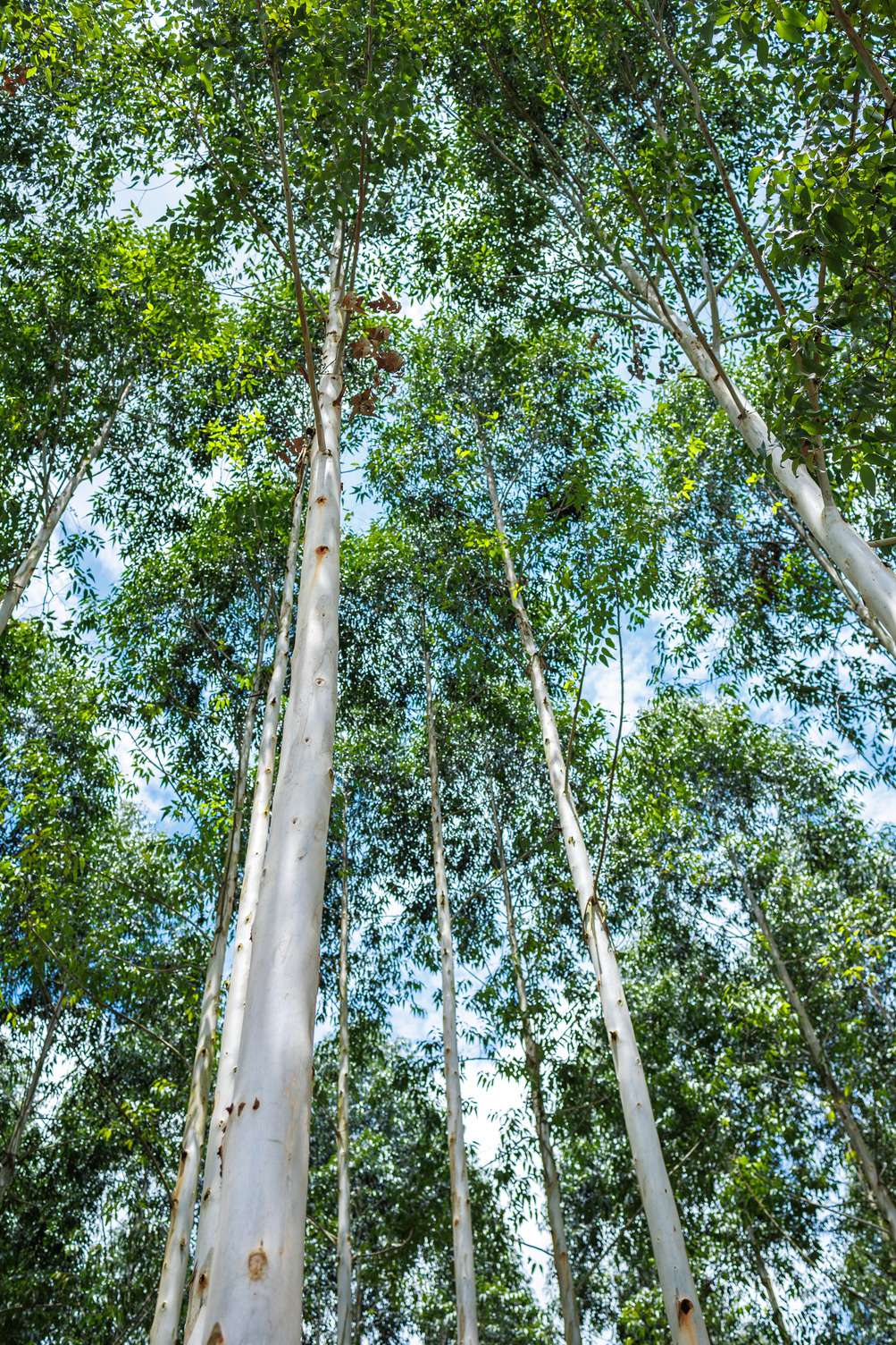 Forest trees in Uganda