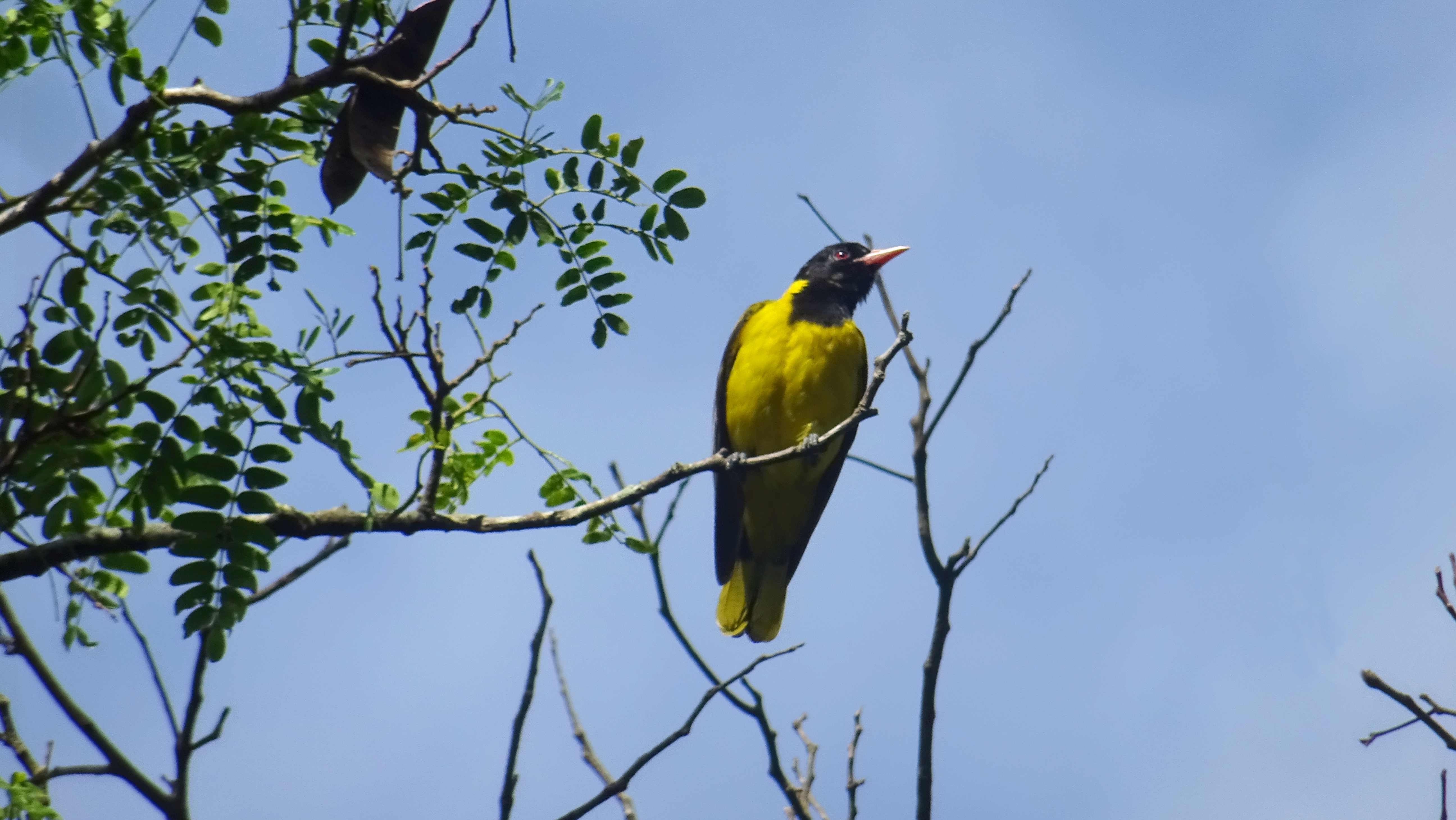 Ugandan birds