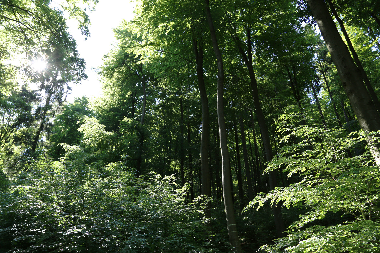 Forest Germany