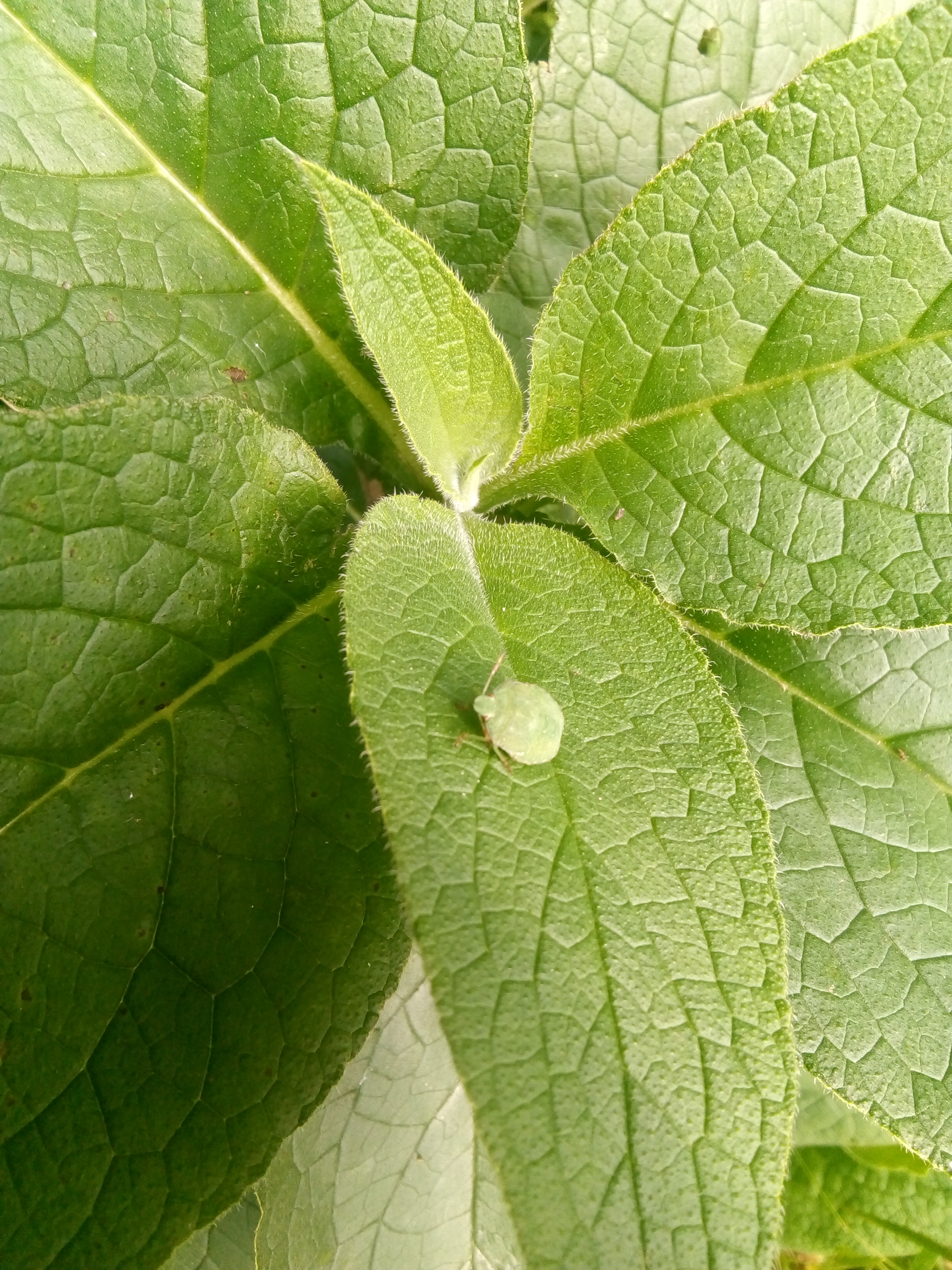 greenwashing