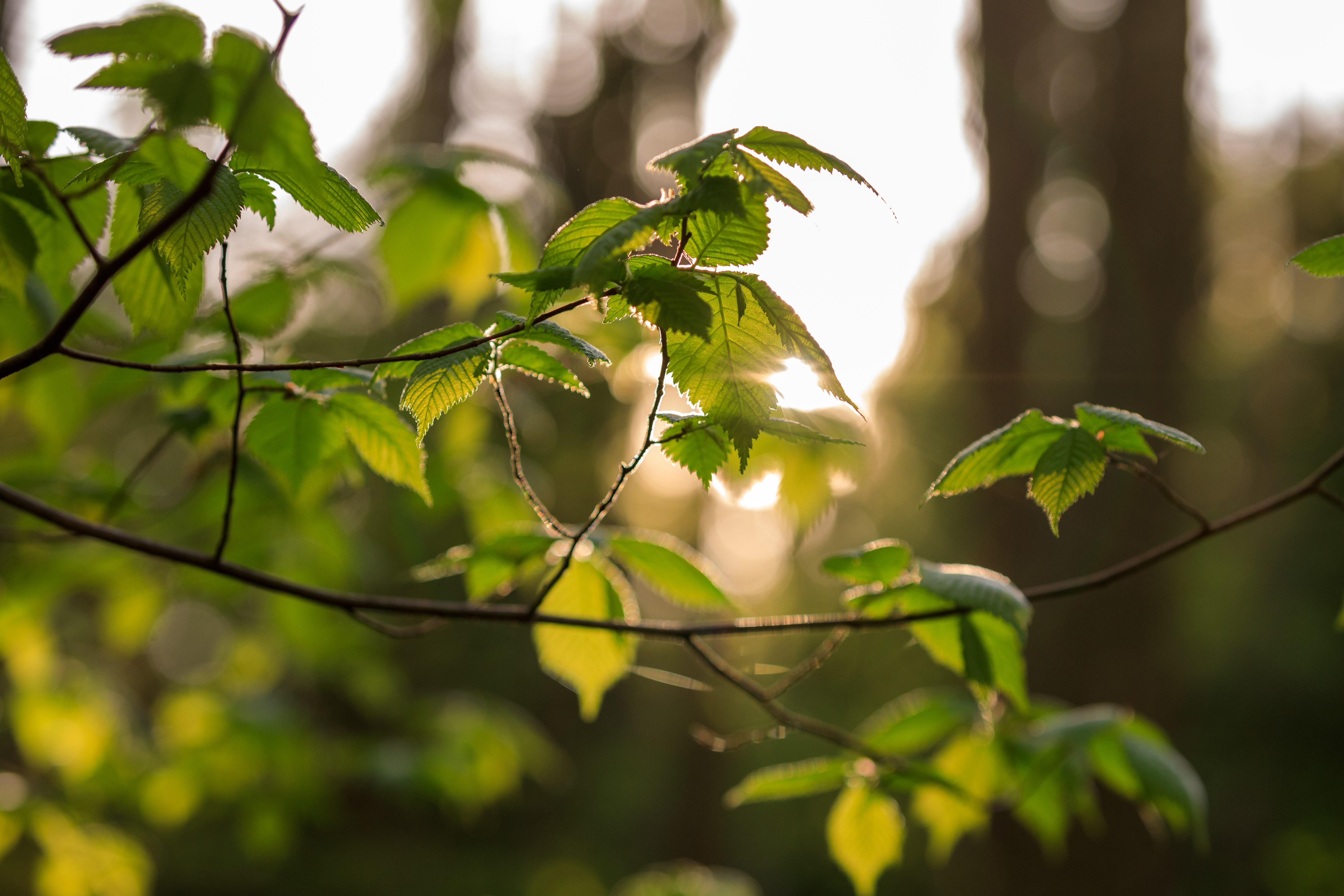 close up of branch and leaves in Lithuanian forest
