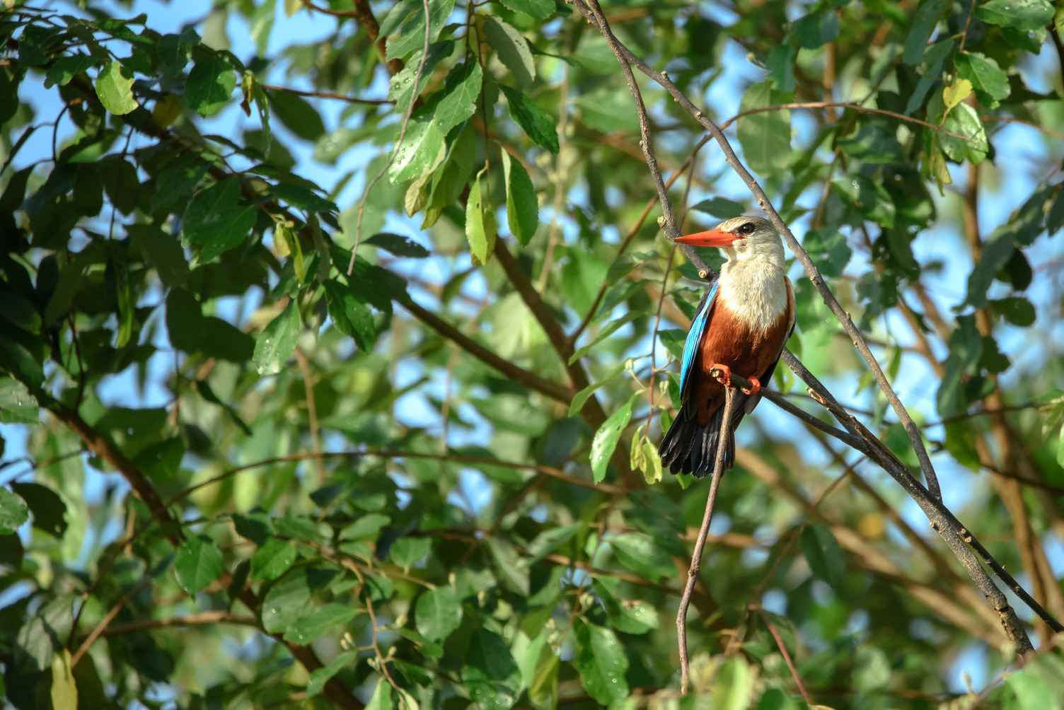 Bird in the forest