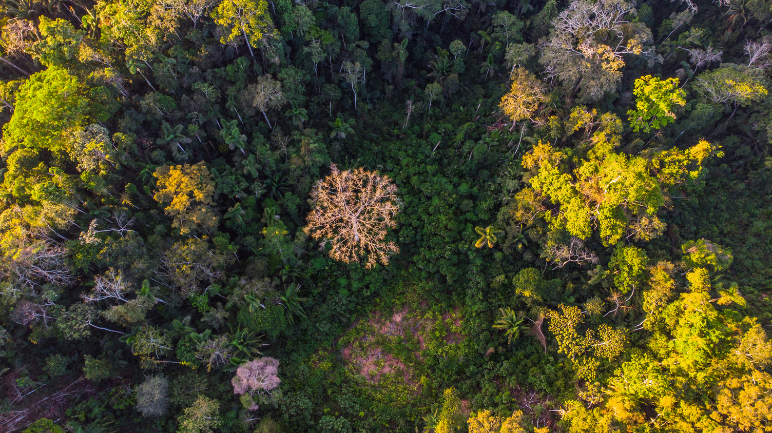 Peru forest