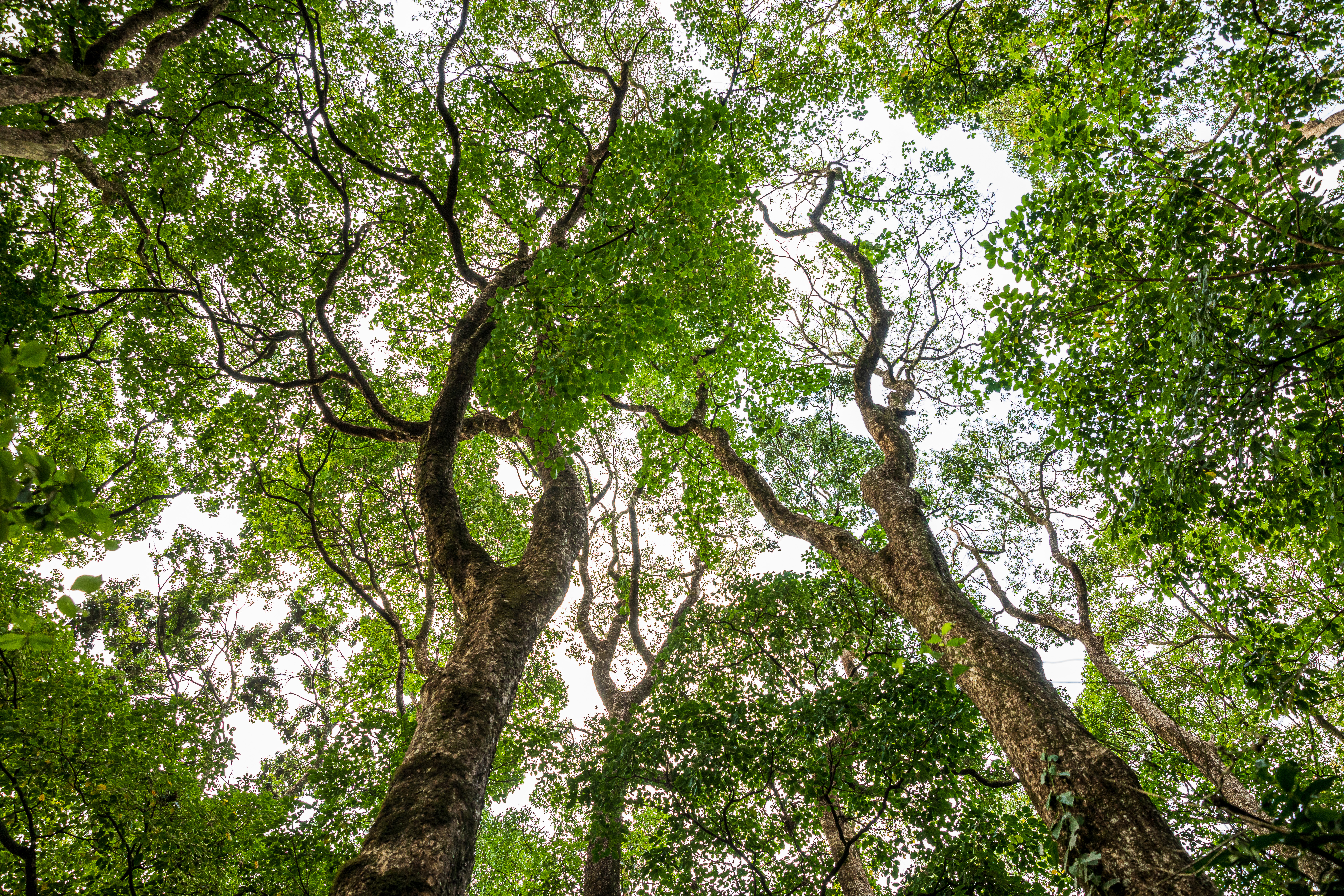 treetops viewed from below green canopy kenya