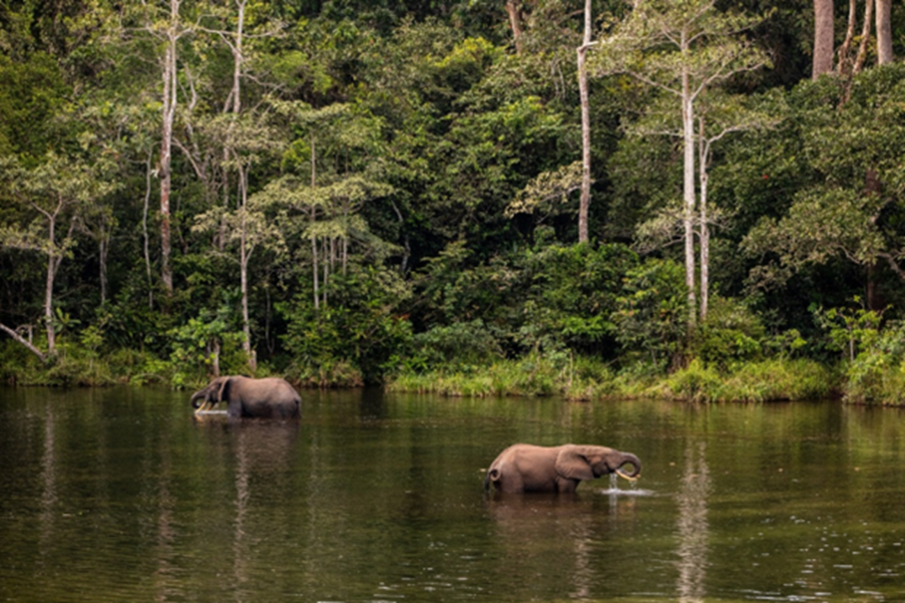 Elephants in Africa