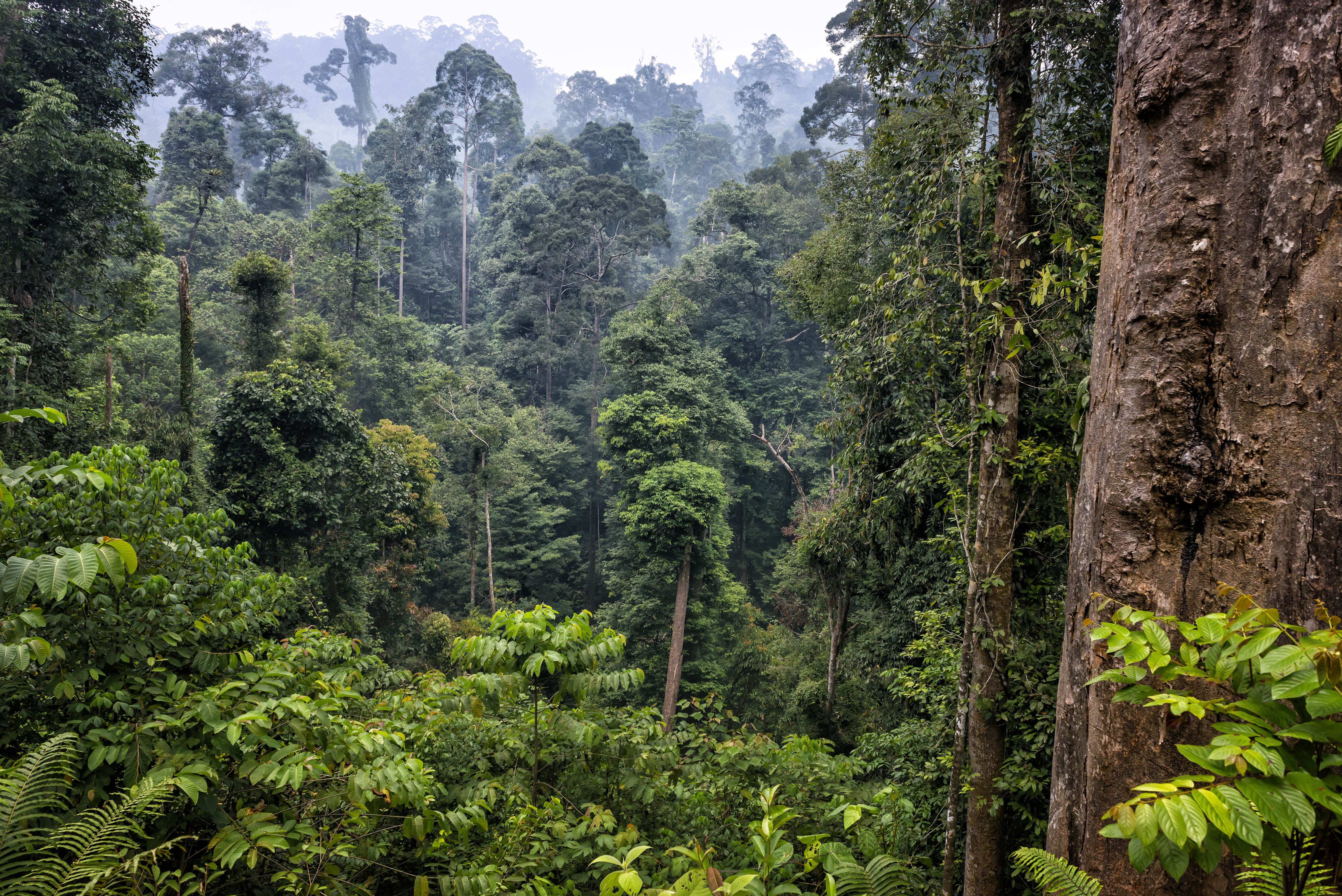 Forest Indonesia
