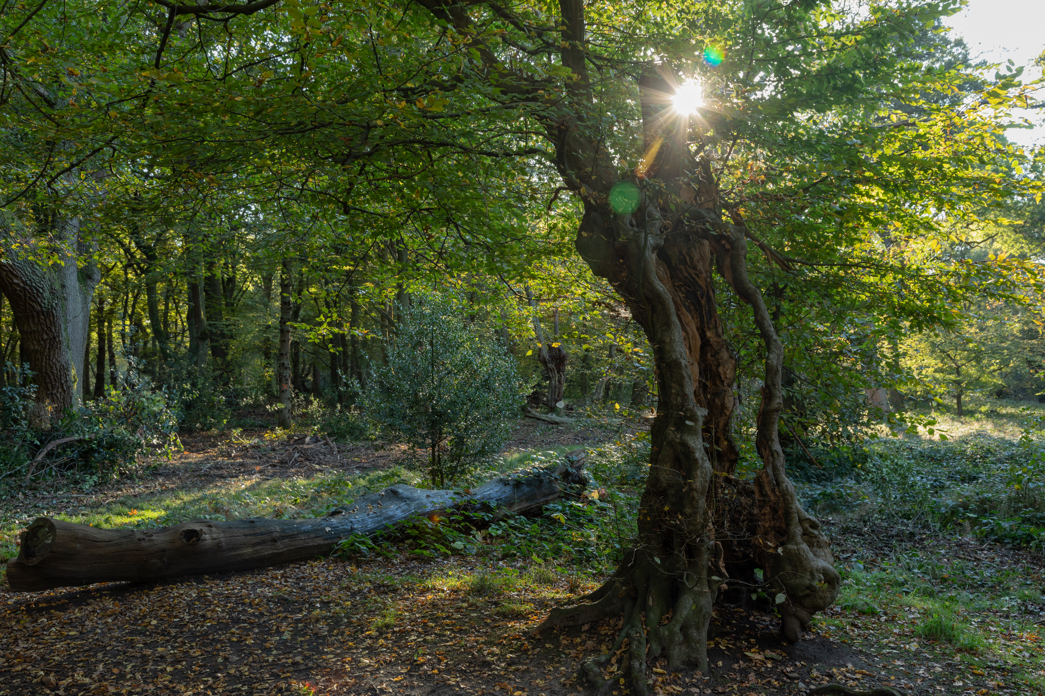 Forest in the UK
