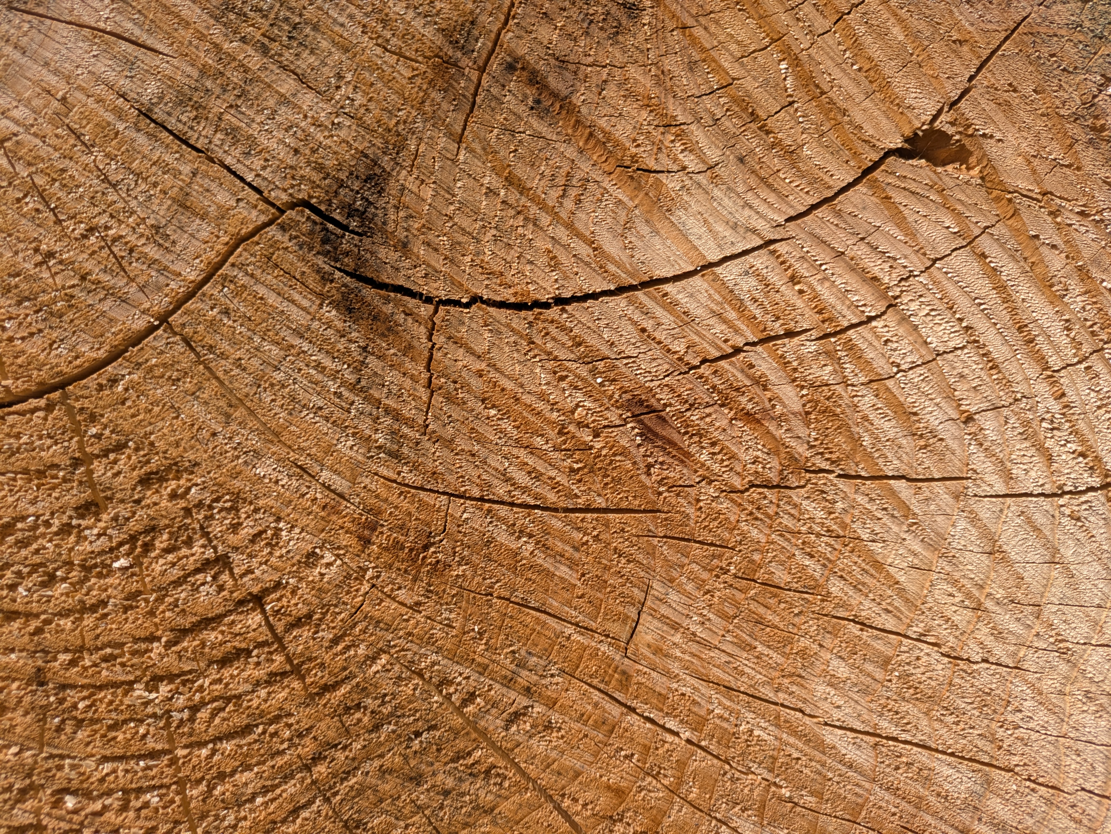 Cut wood log Belgium 