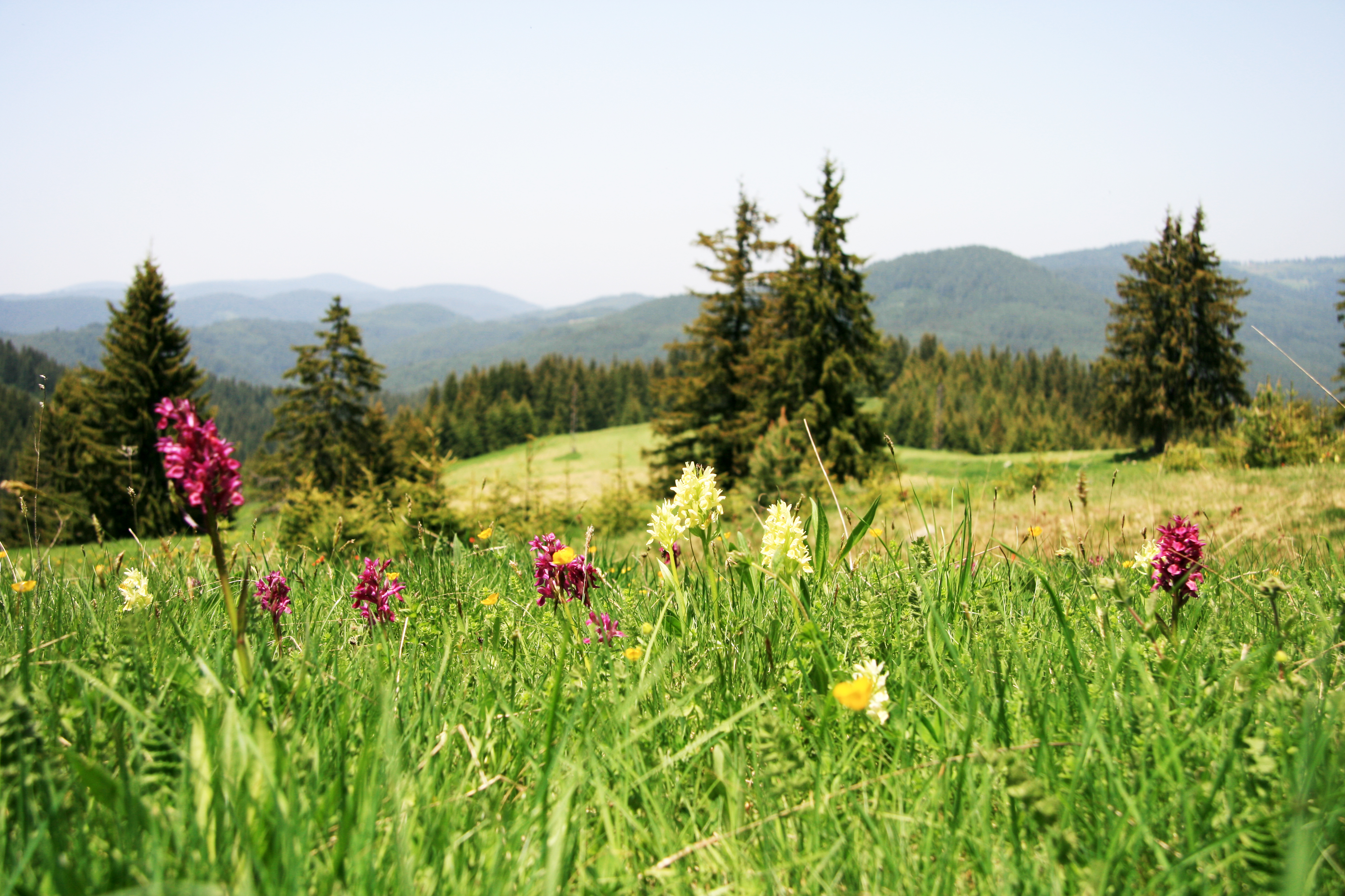 Forest Bulgaria