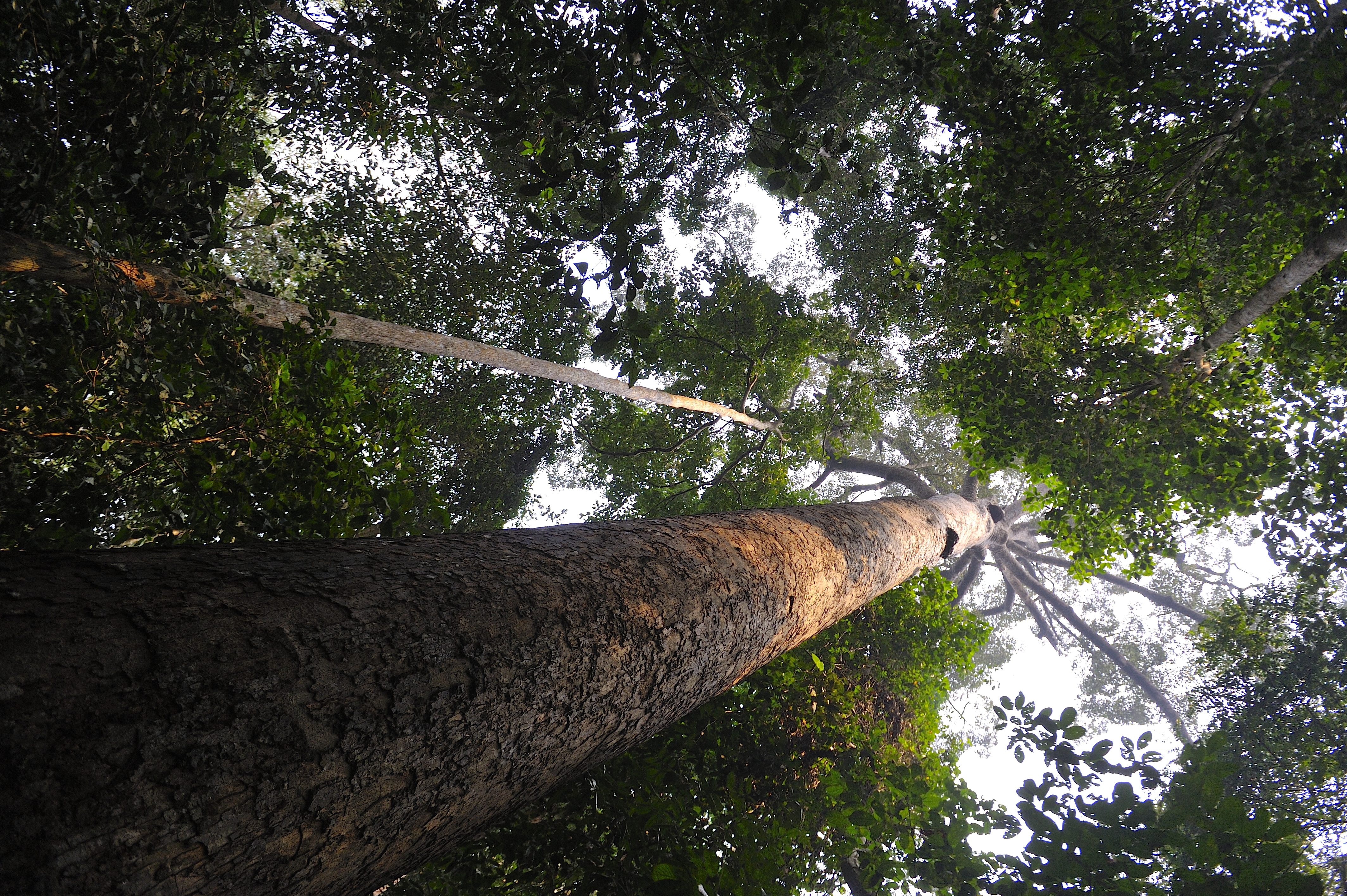 Forest Indonesia
