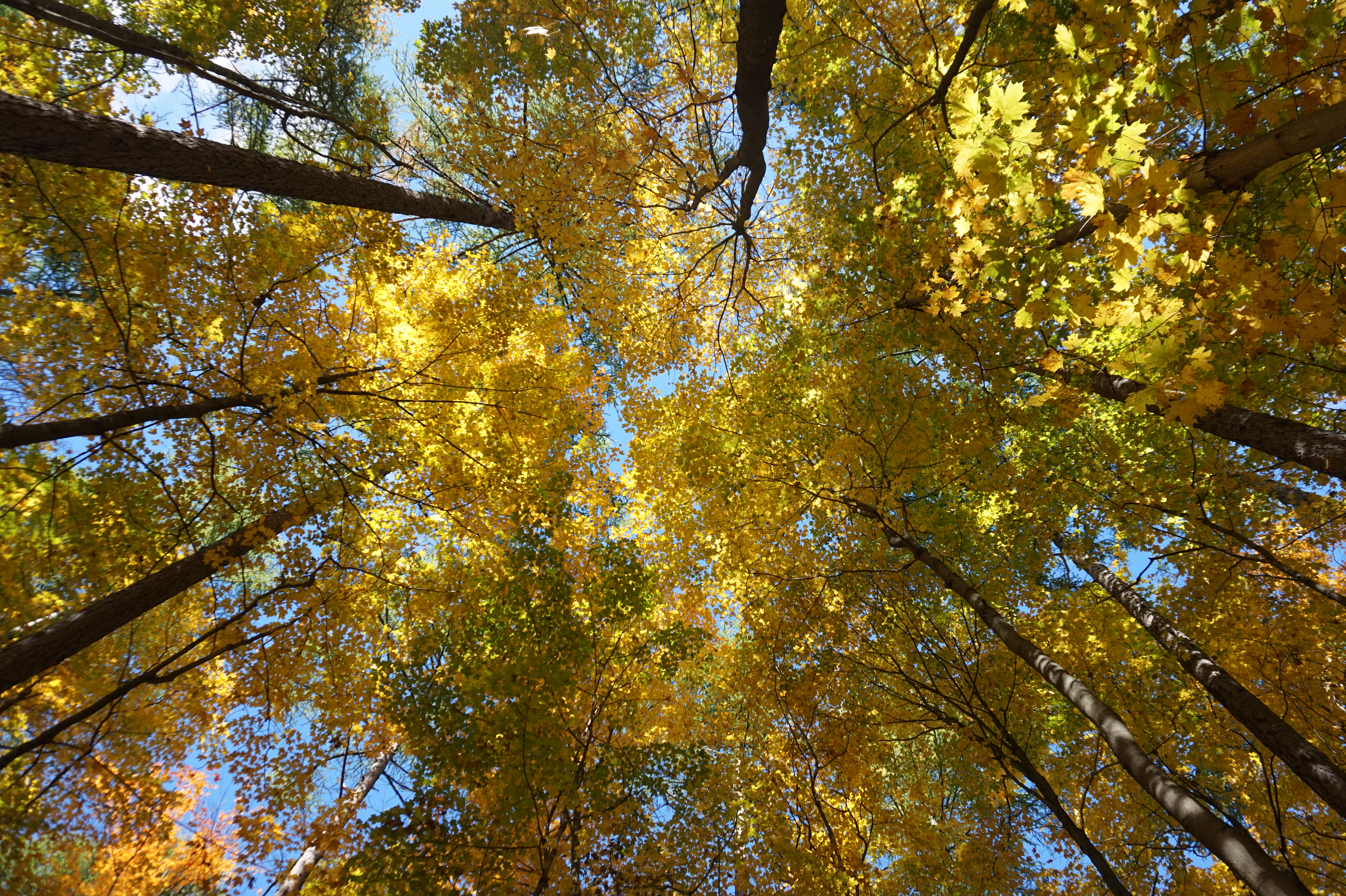 maple tree