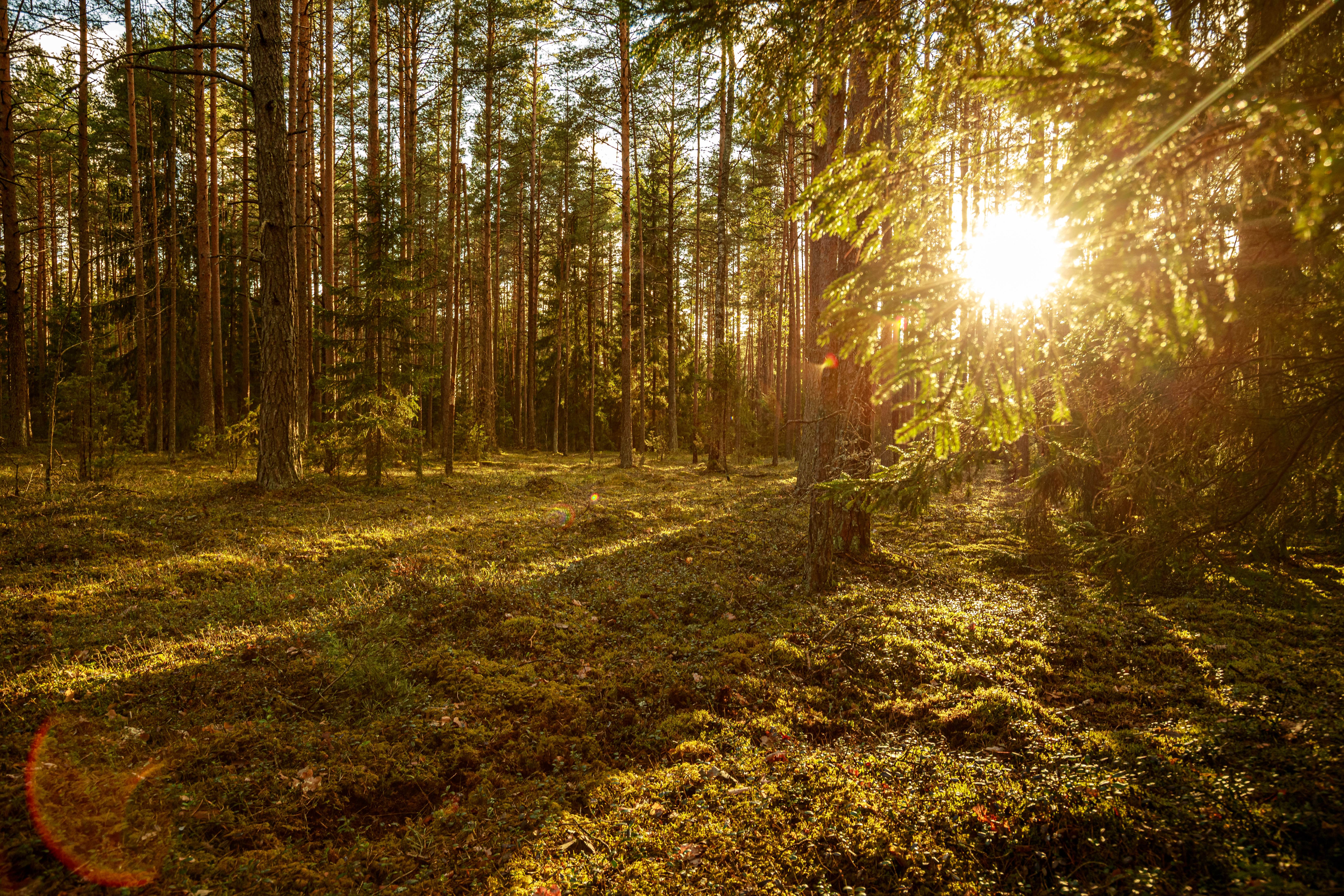 Forest Lithuania