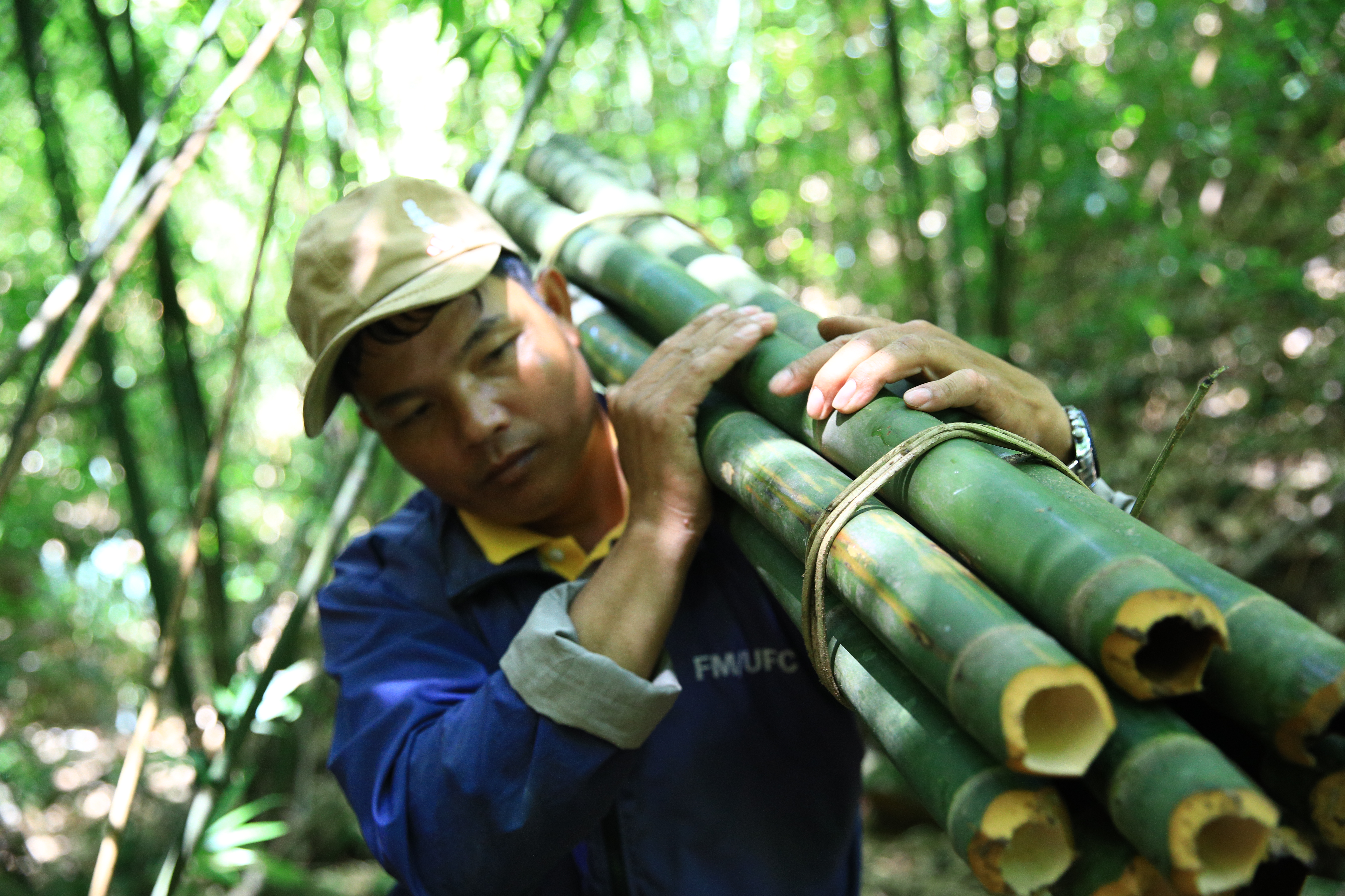 Vietnam bamboo