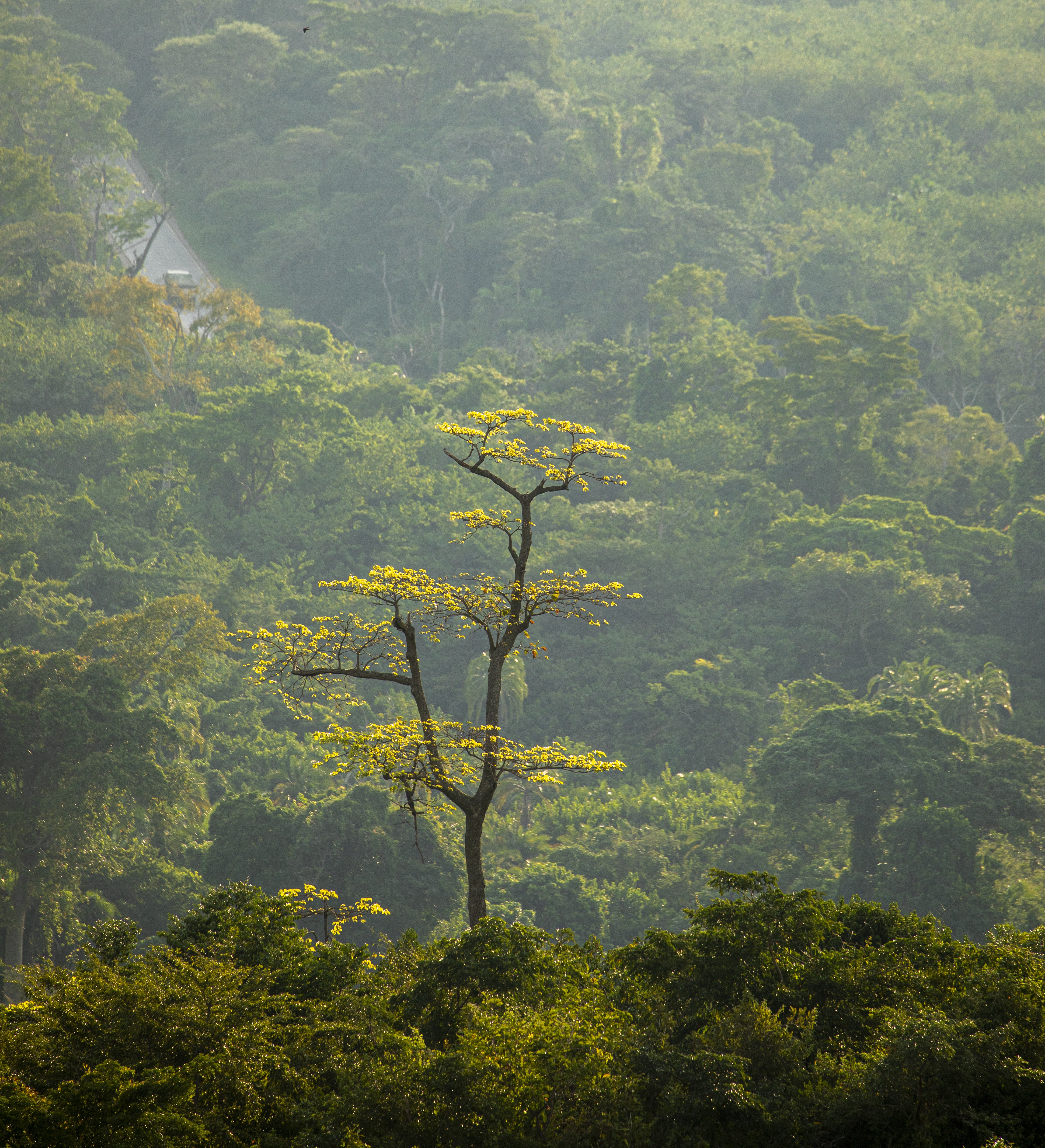 Uganda forest