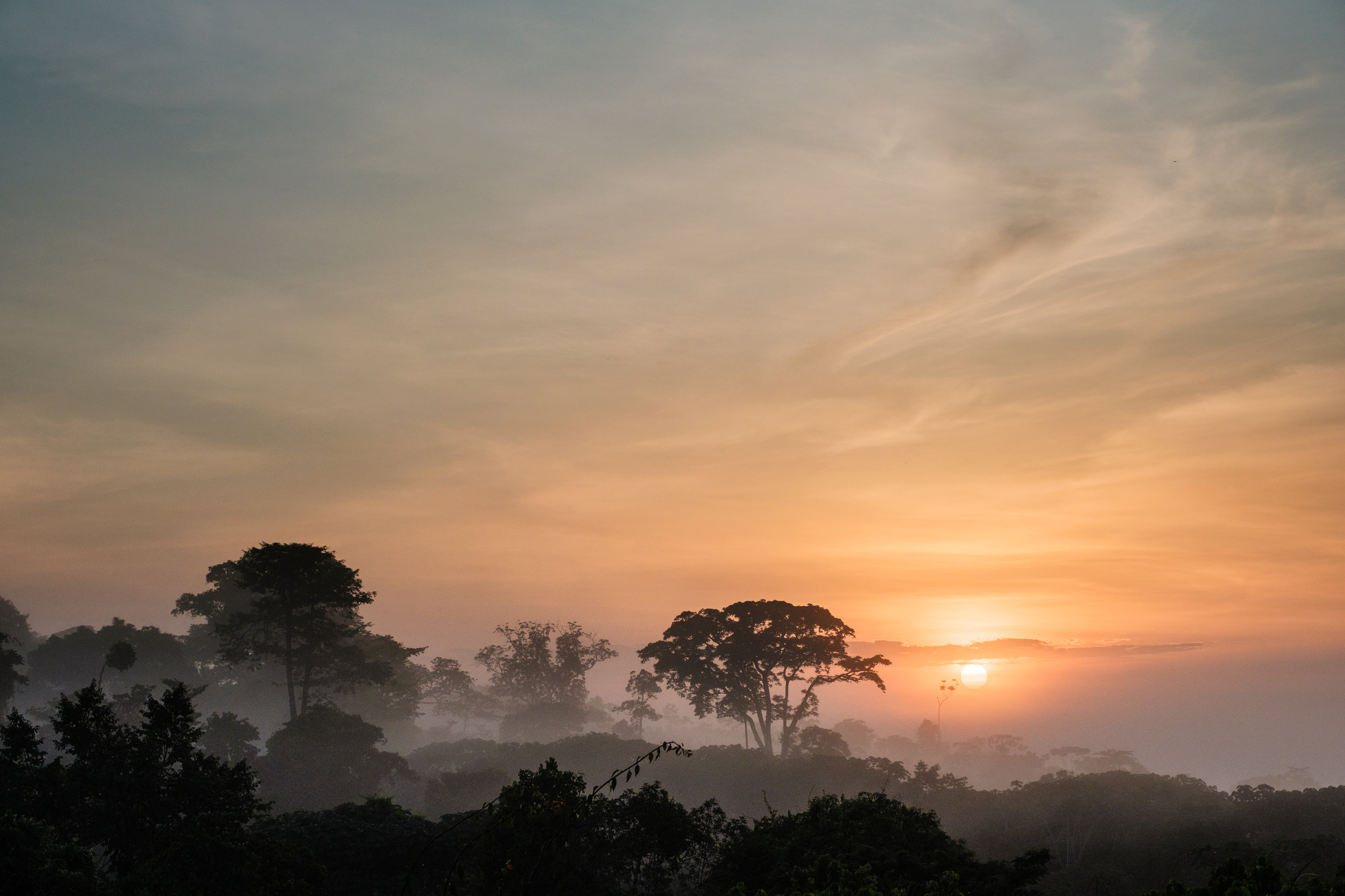 Forest Gabon