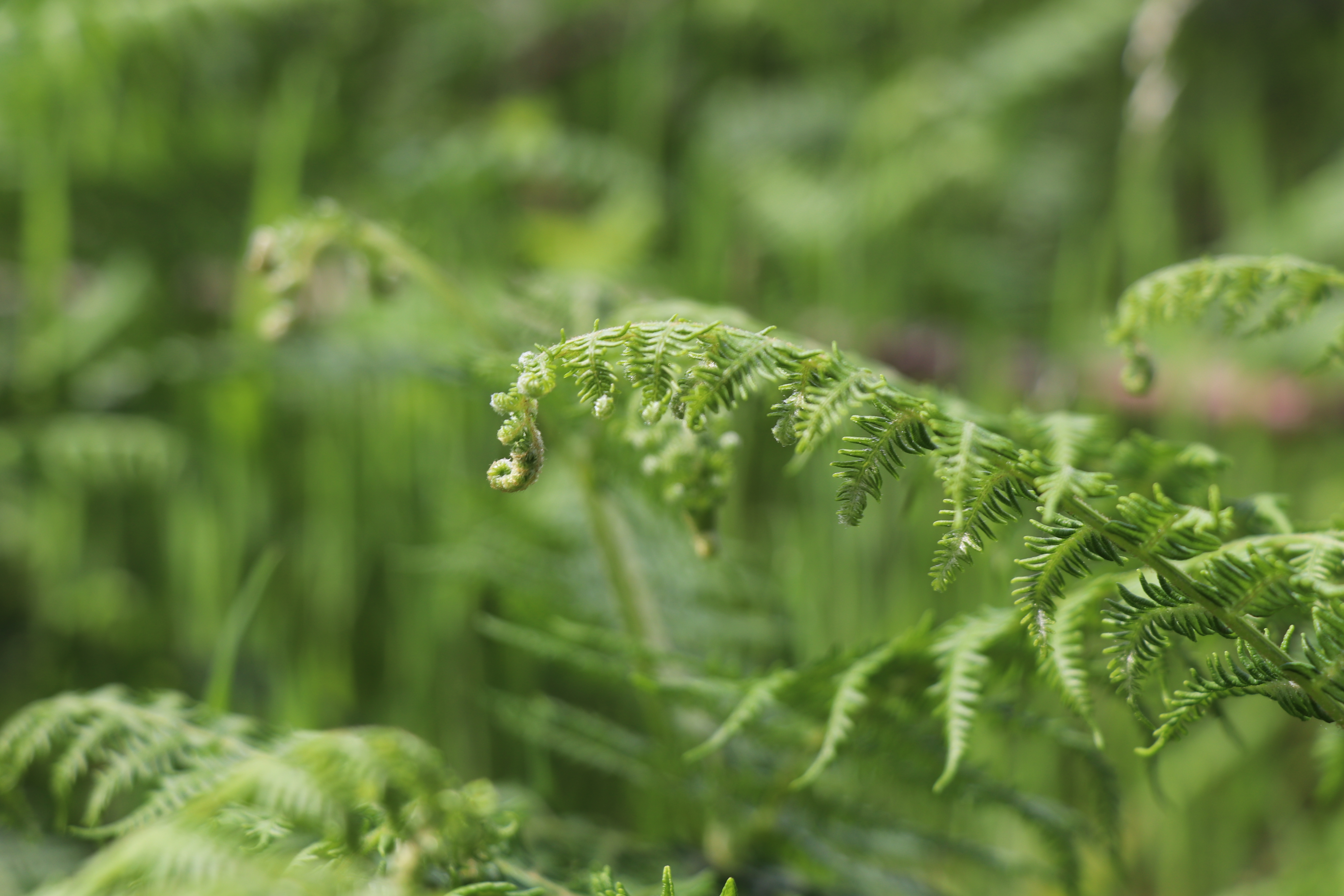 Biodiversity forest France