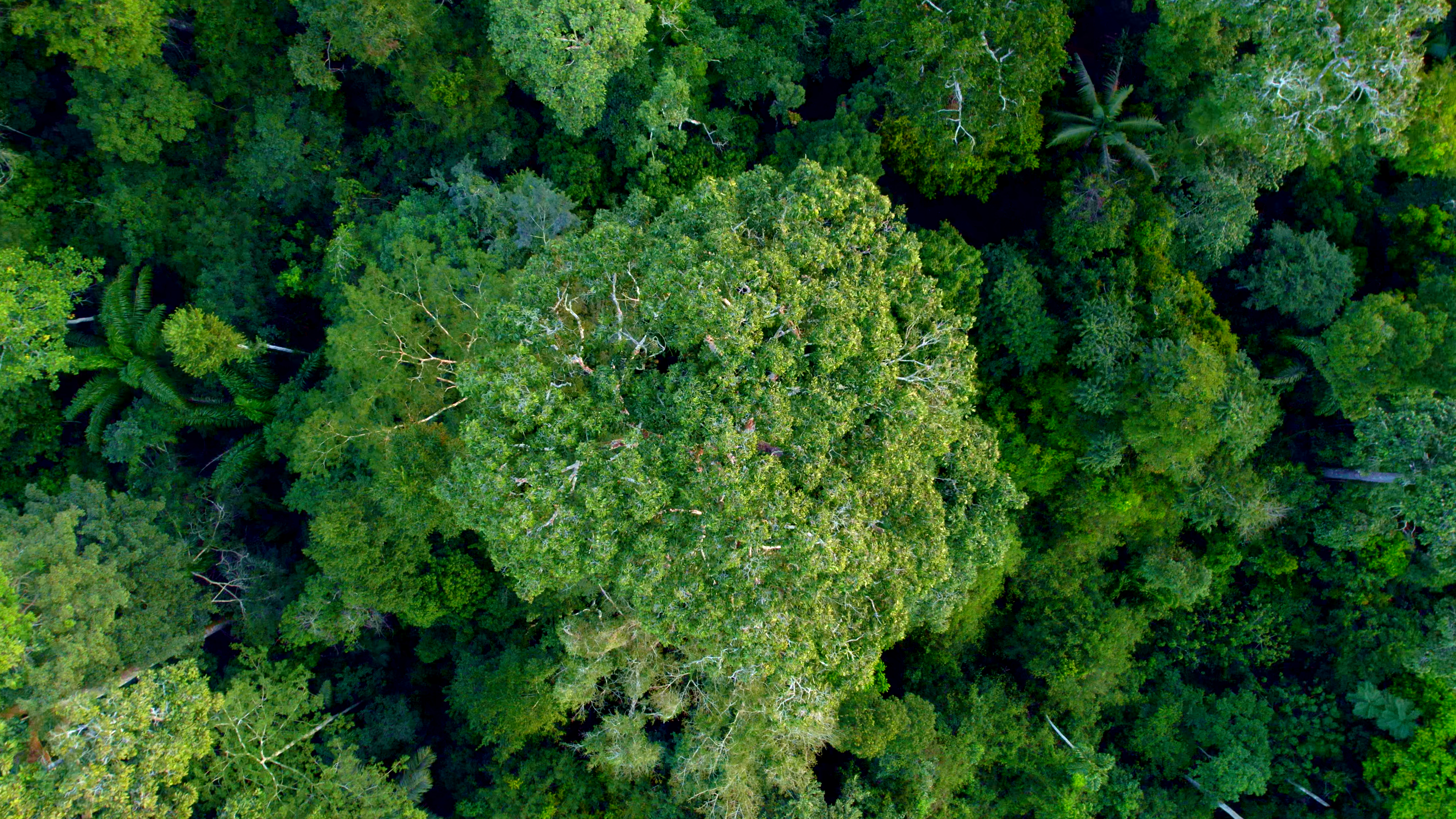 Forest Brazil