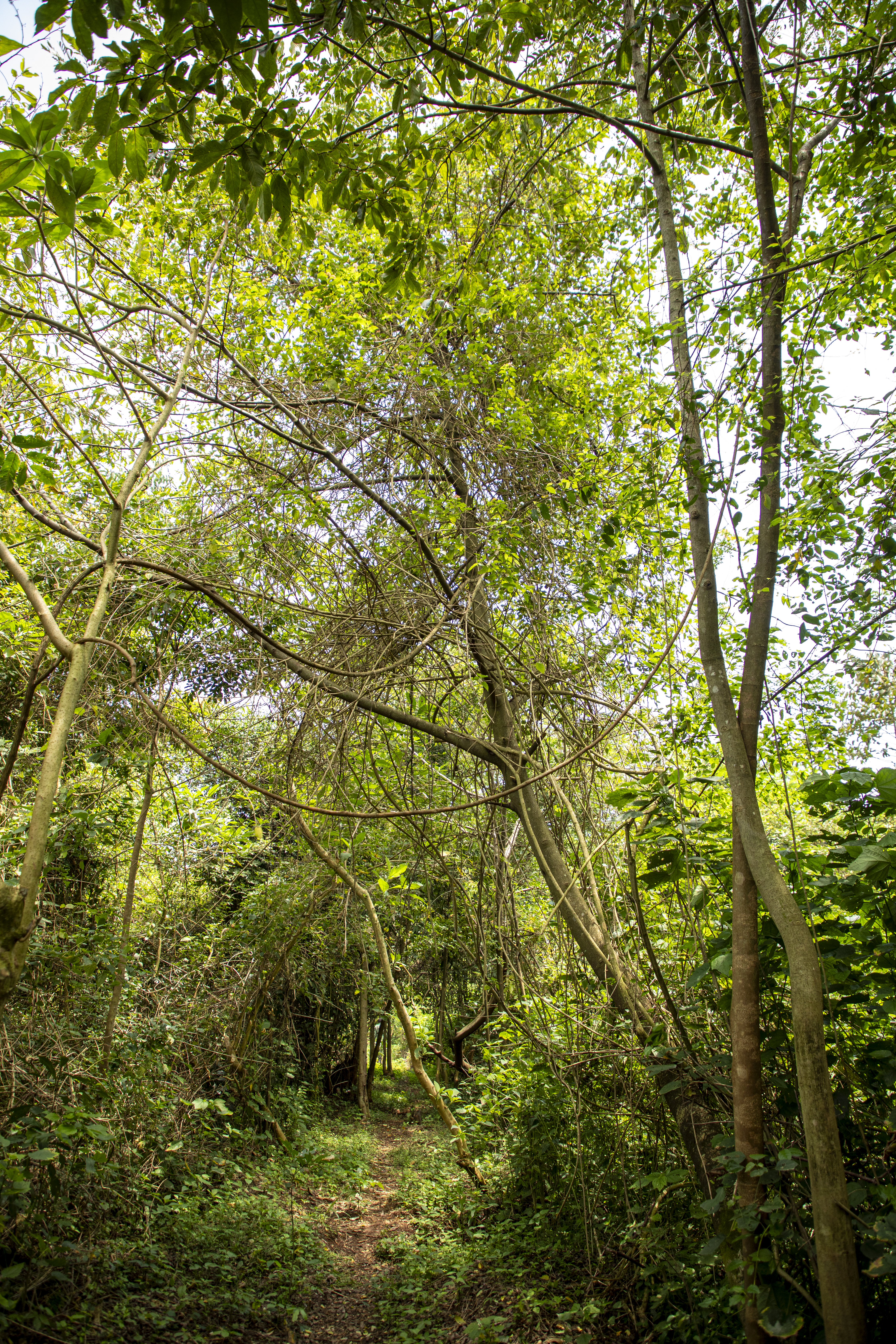 Forest Uganda