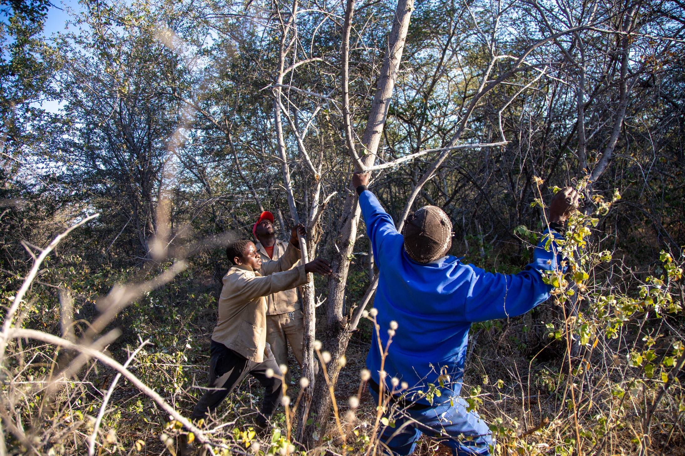 Bush harvesters cut a tree