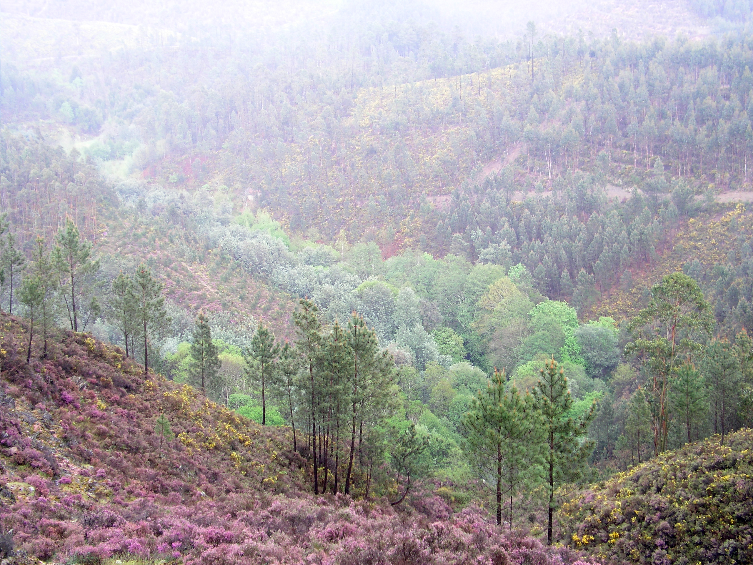 Portugal forest