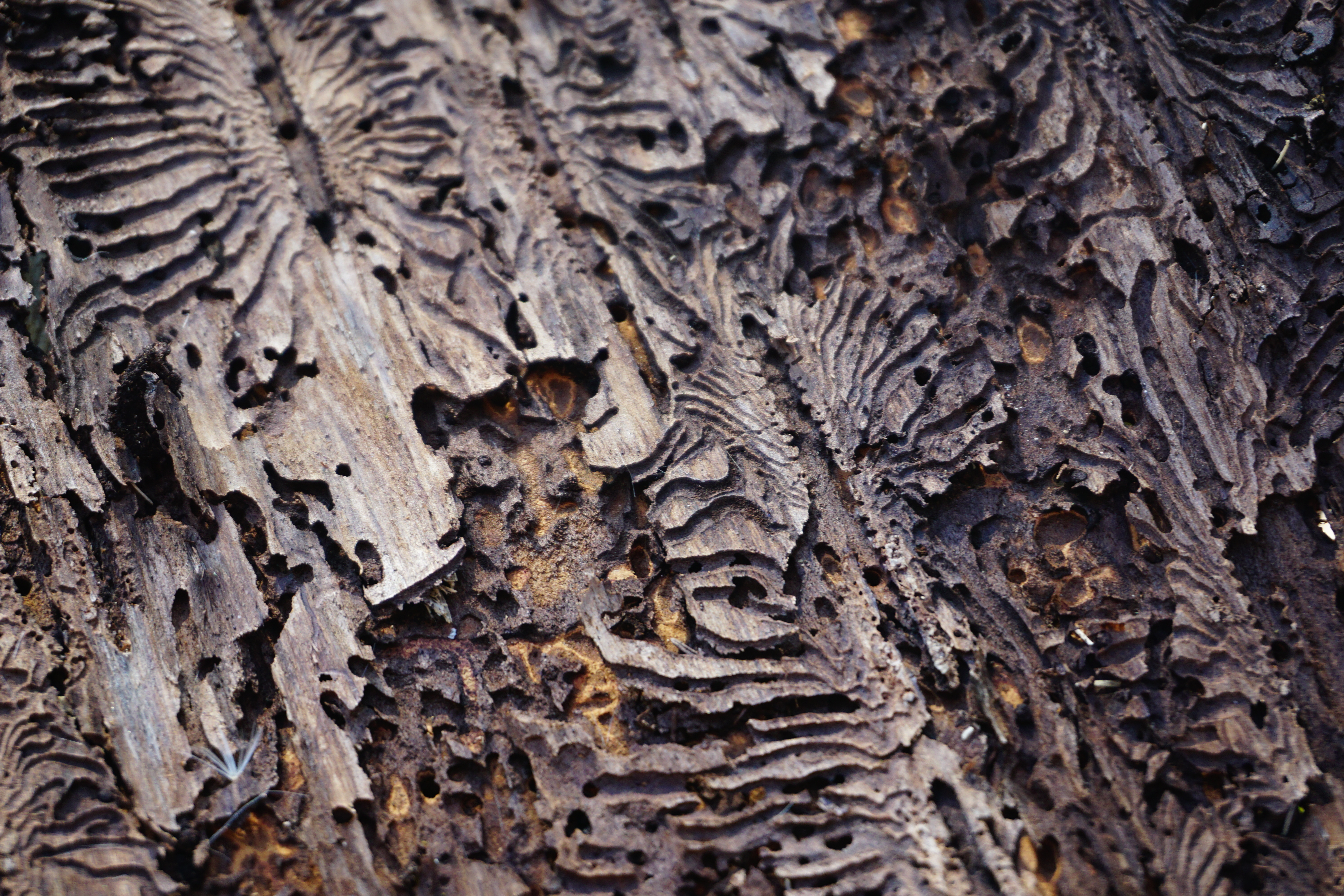 Italy bark beetle