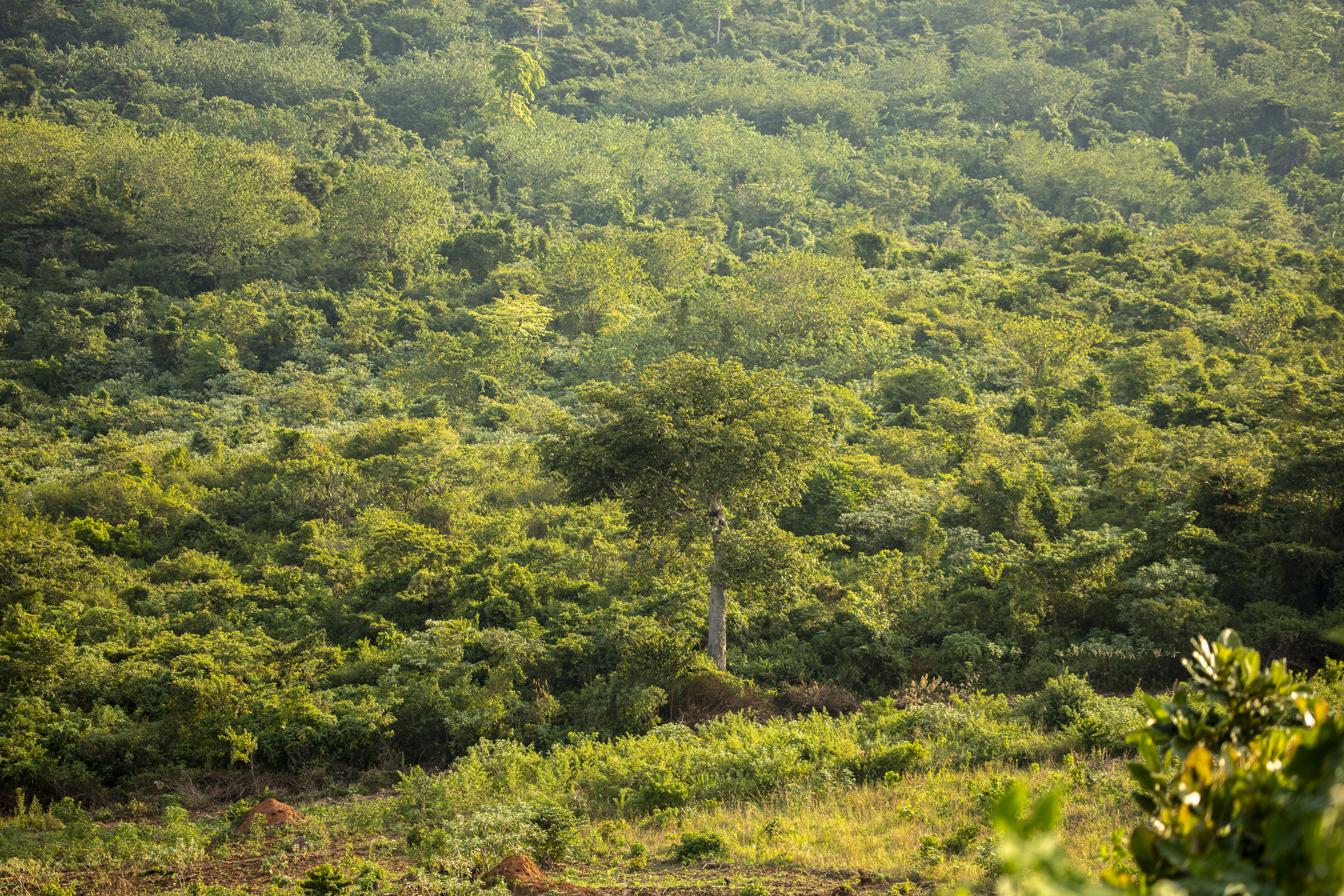 Forest Uganda