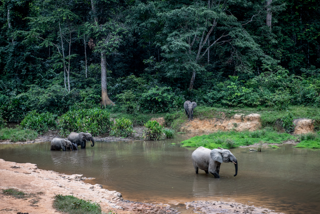 Gabon elephants