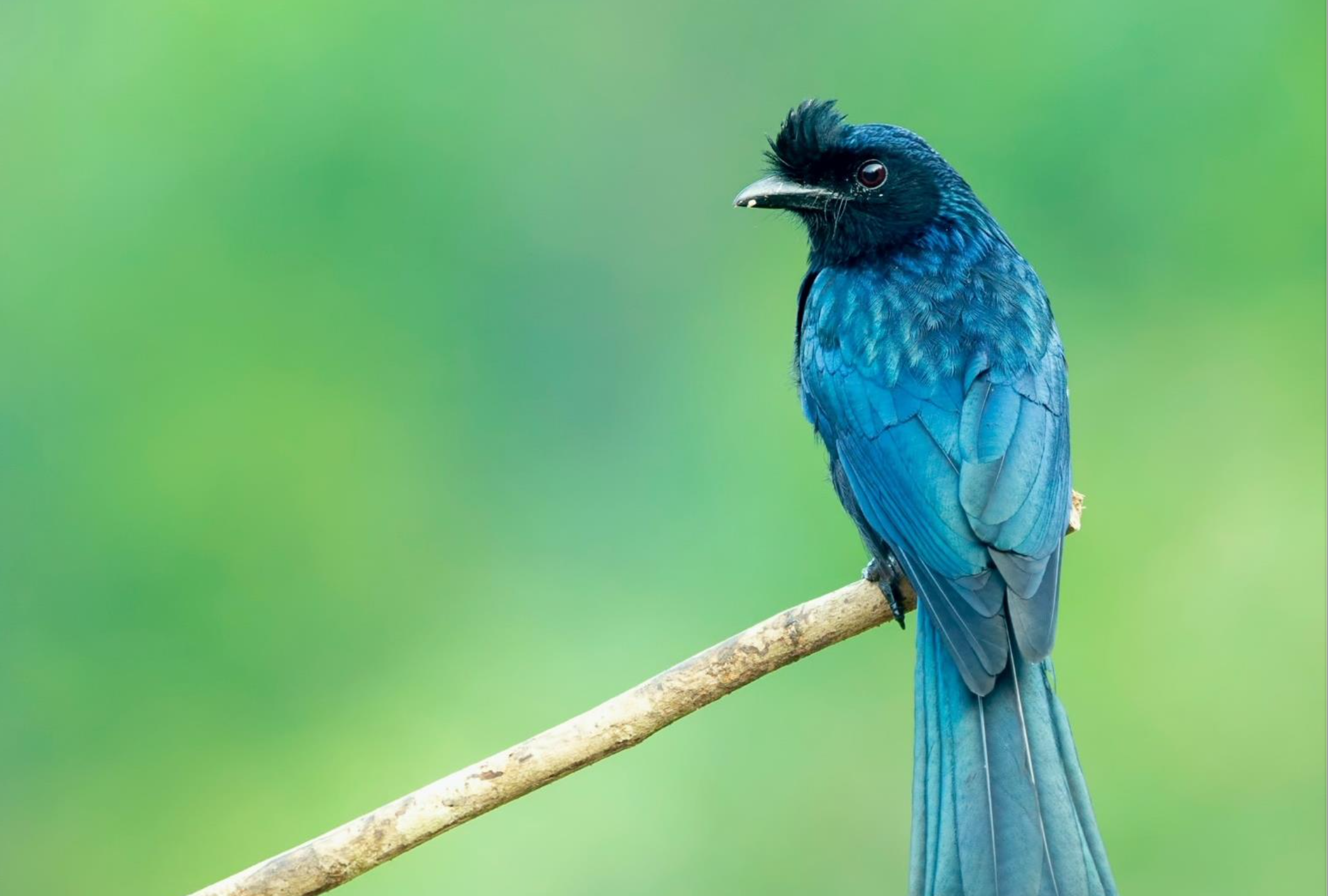 blue bird on branch green background