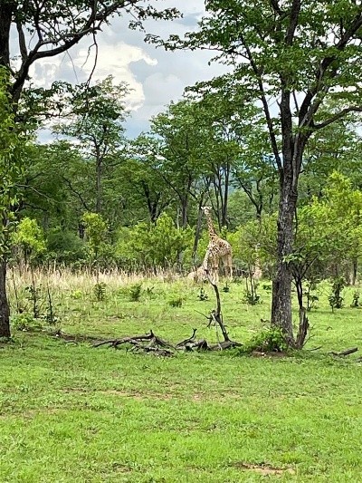 Zambia forest