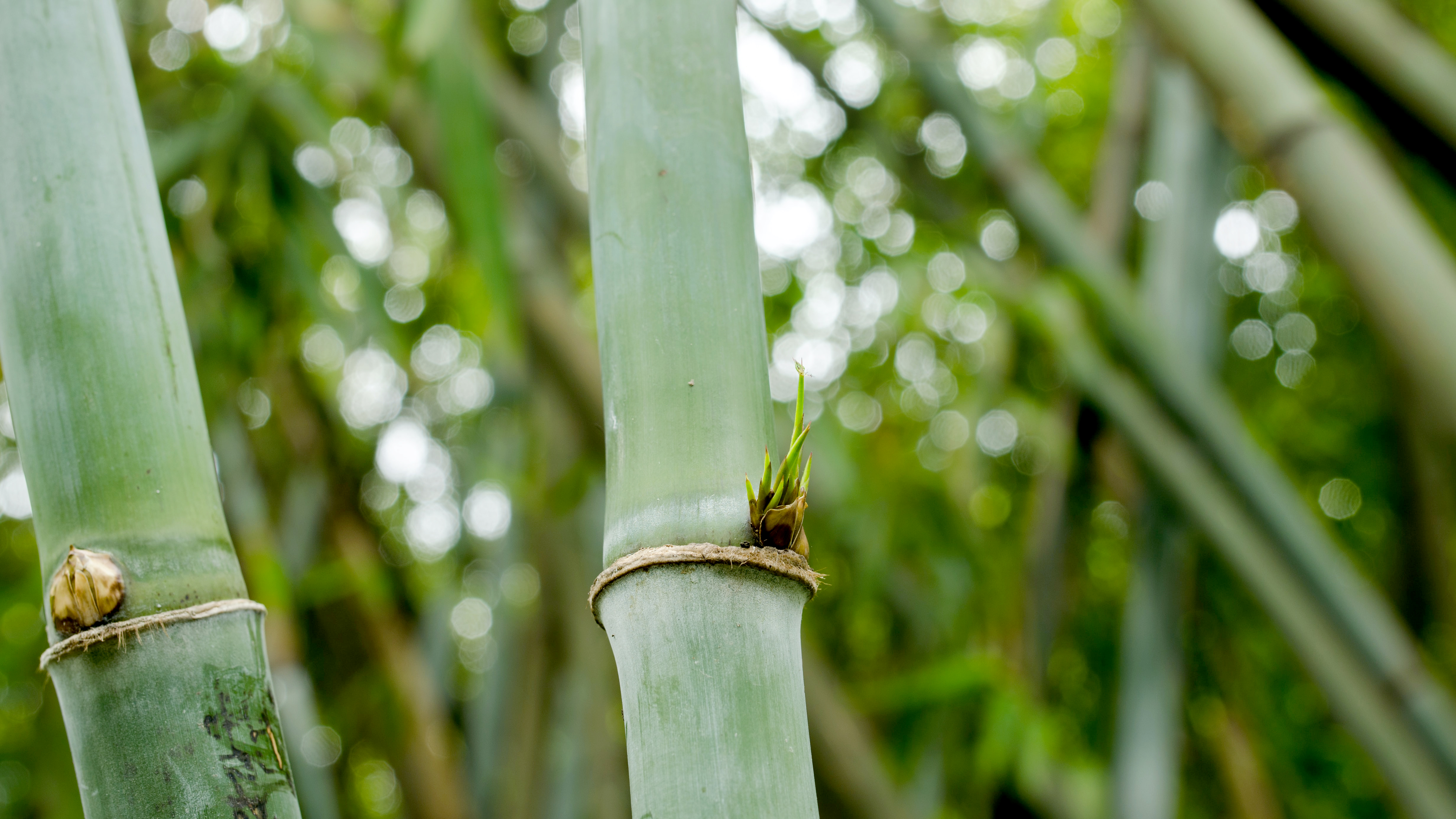 Bamboo