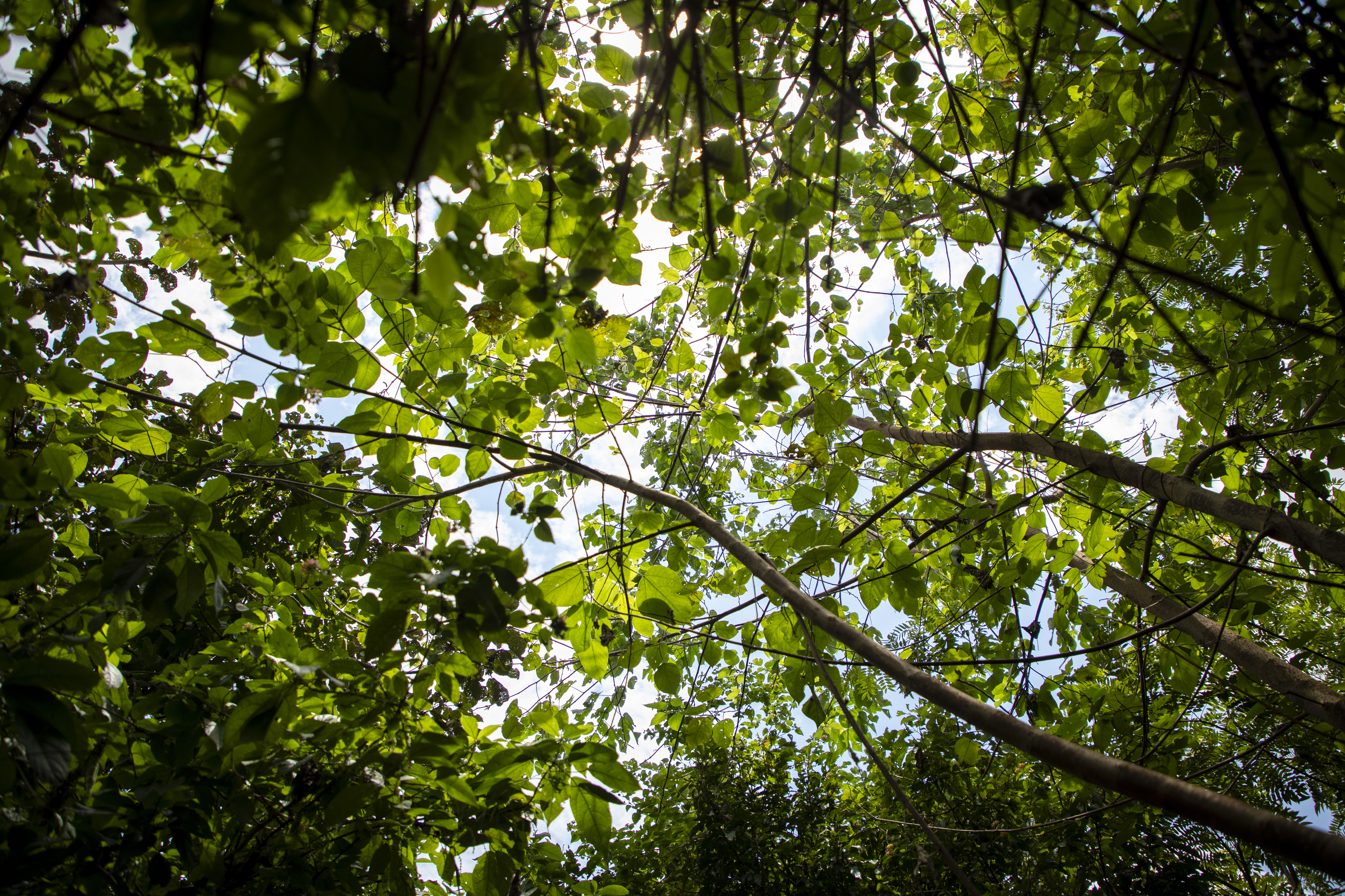 Forest Uganda