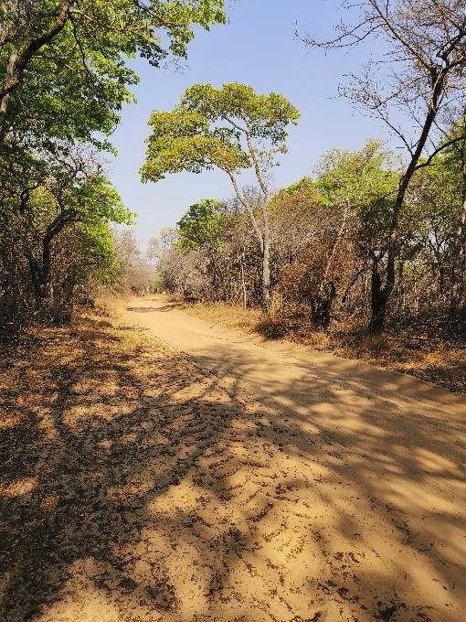 Zimbabwe forest