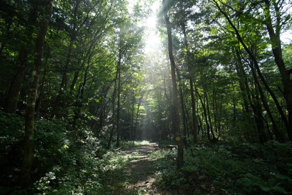 South Korea Forest