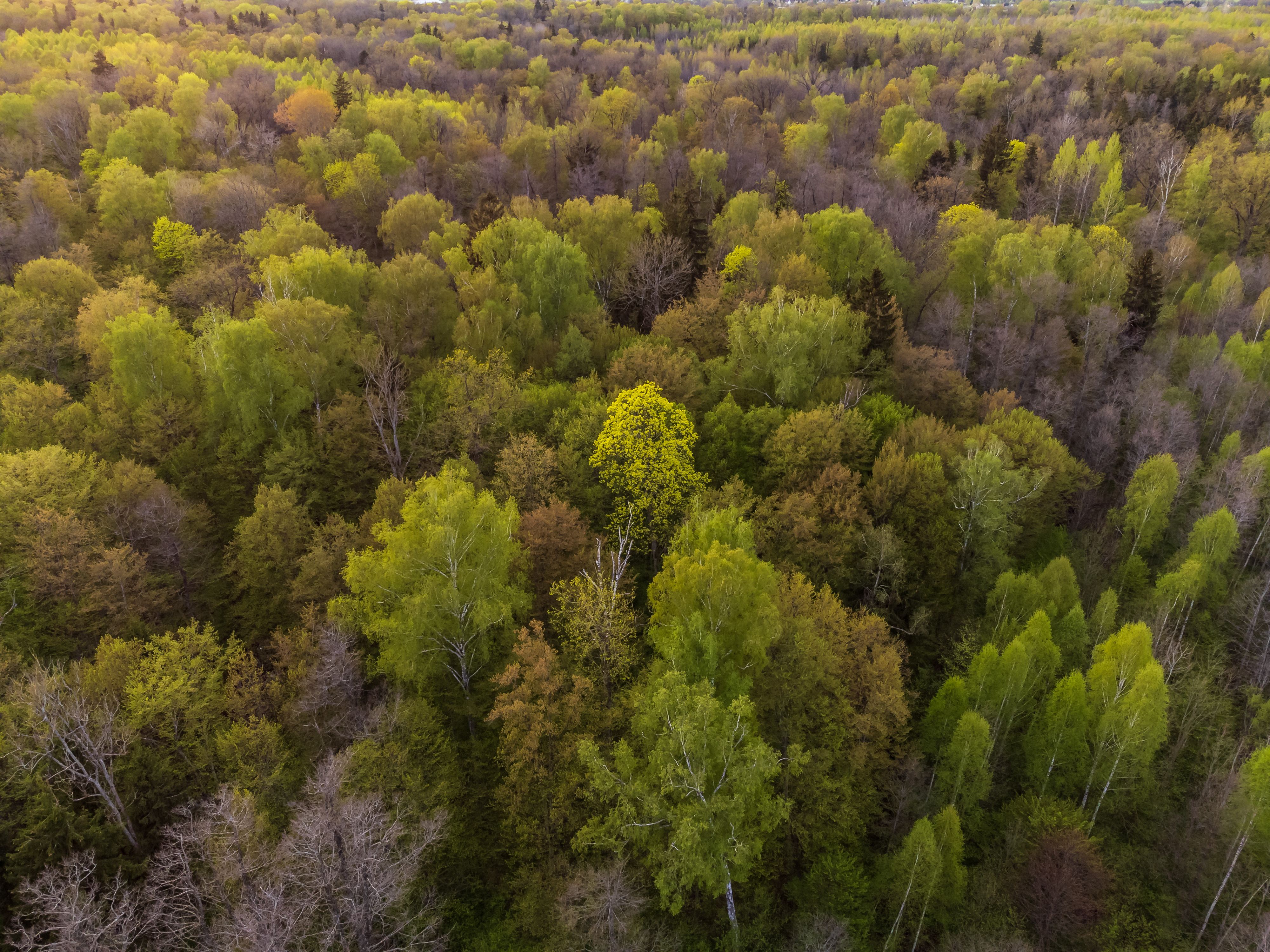 Lithuania forest