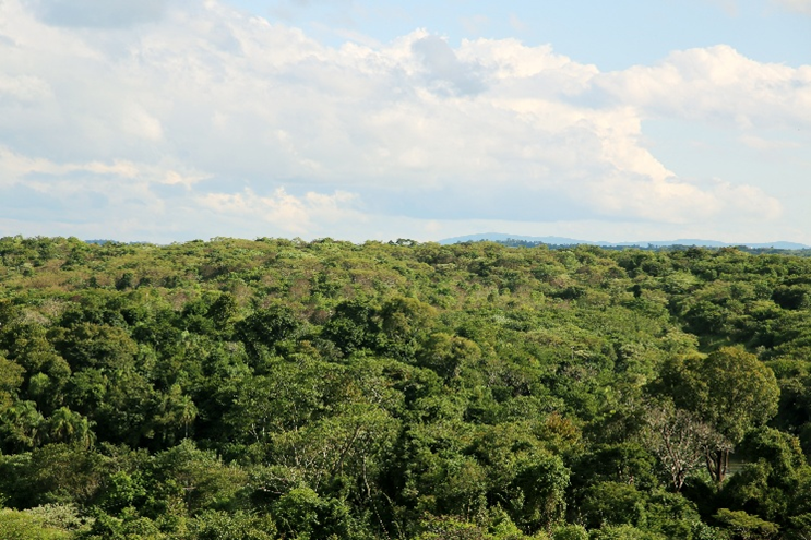 Forest landscape in Brazil with dense green vegetation and trees.