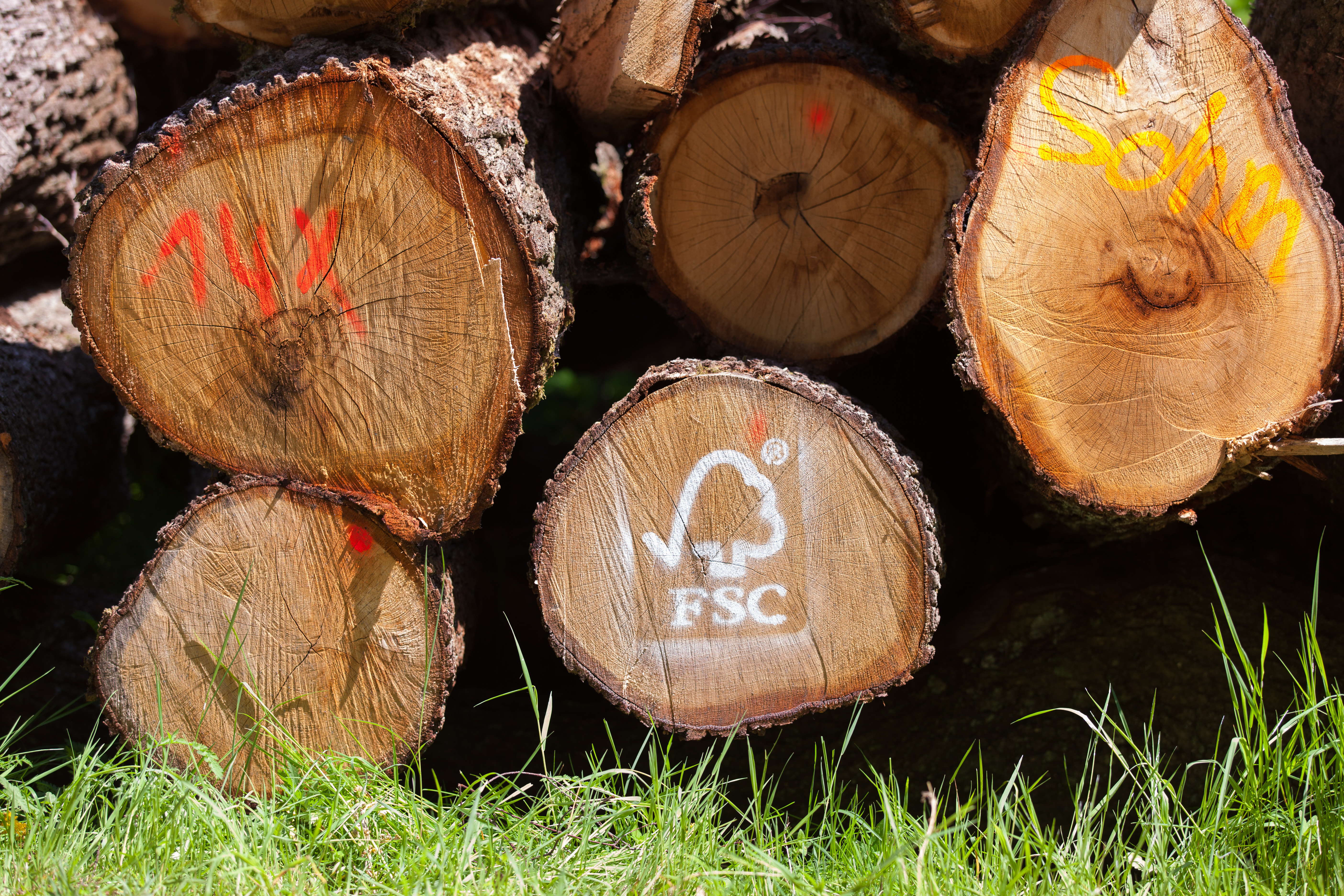 Logs of cut oak