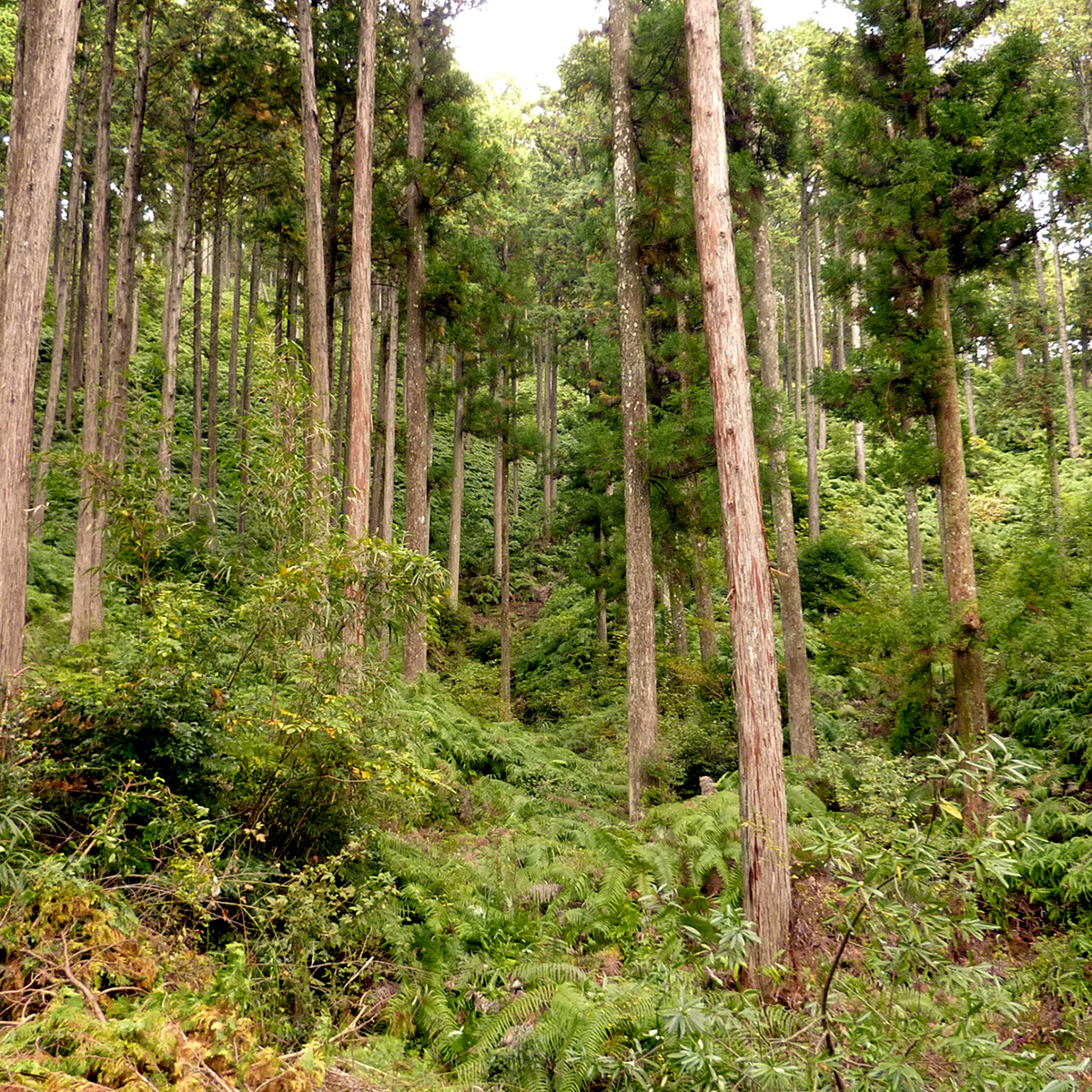 Why Does FSC Support Forest Plantations? | Forest Stewardship Council