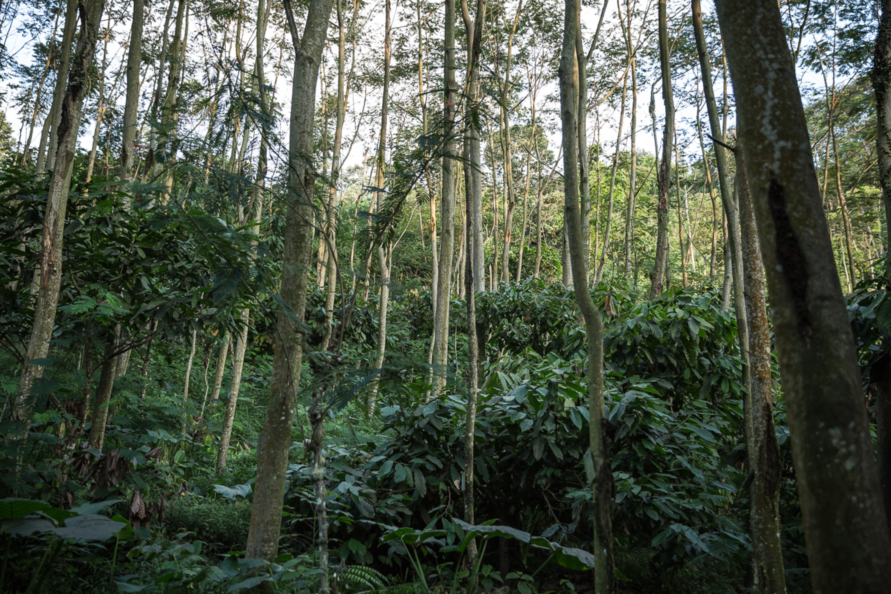 Indonesian Forests